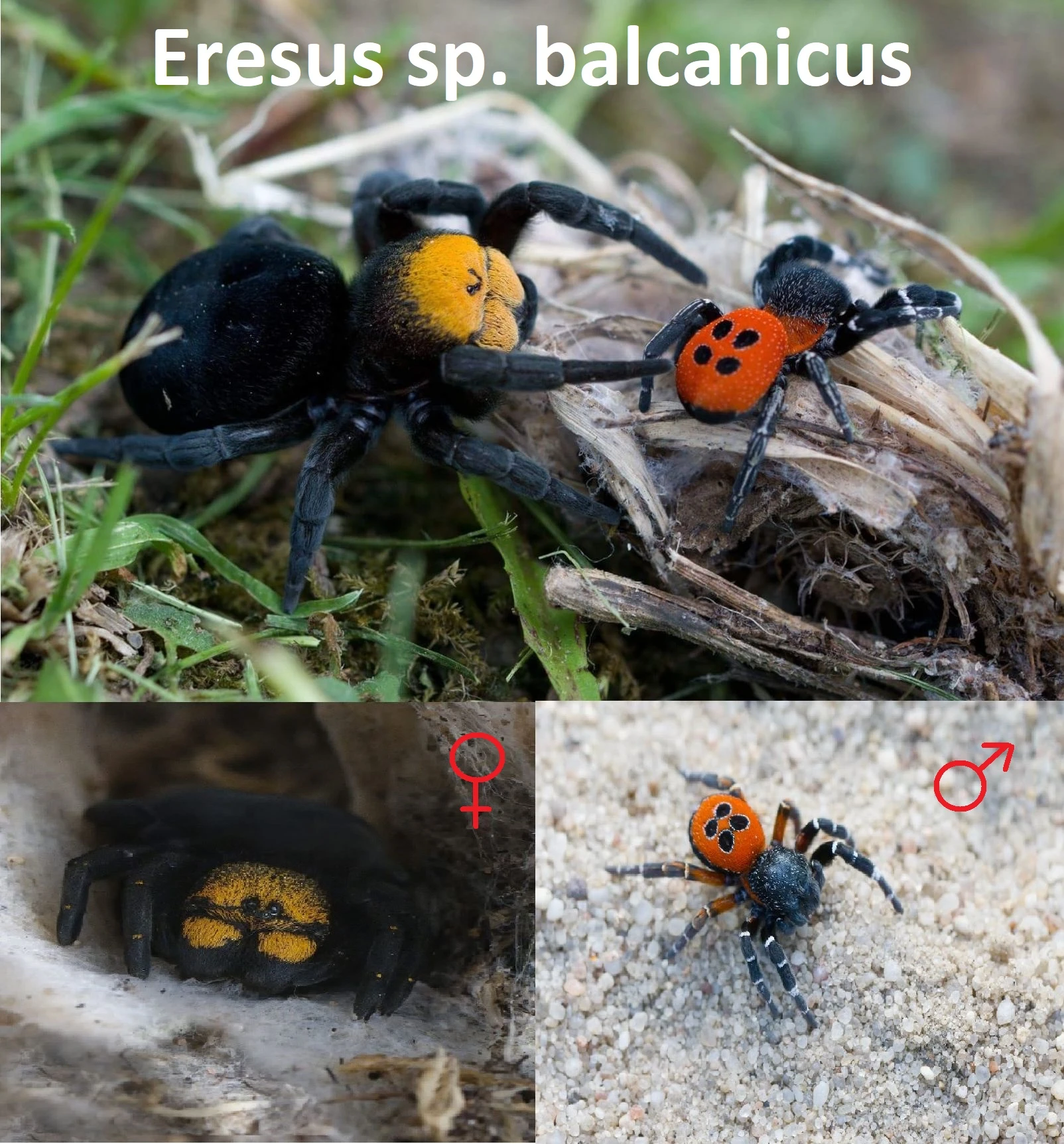 Stepníci rodu Eresus - 3 druhy