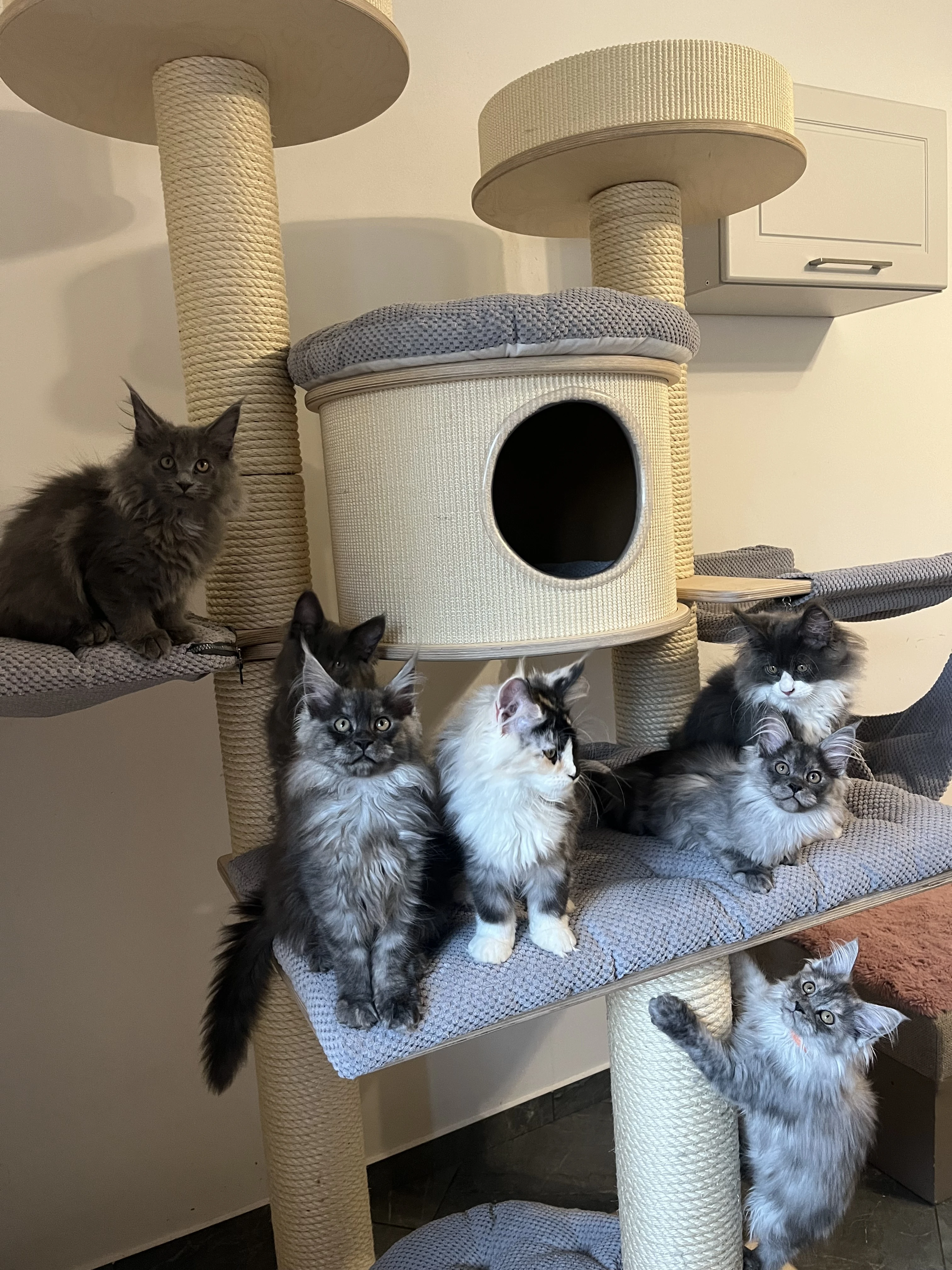 Mainská mývalí holčička s PP