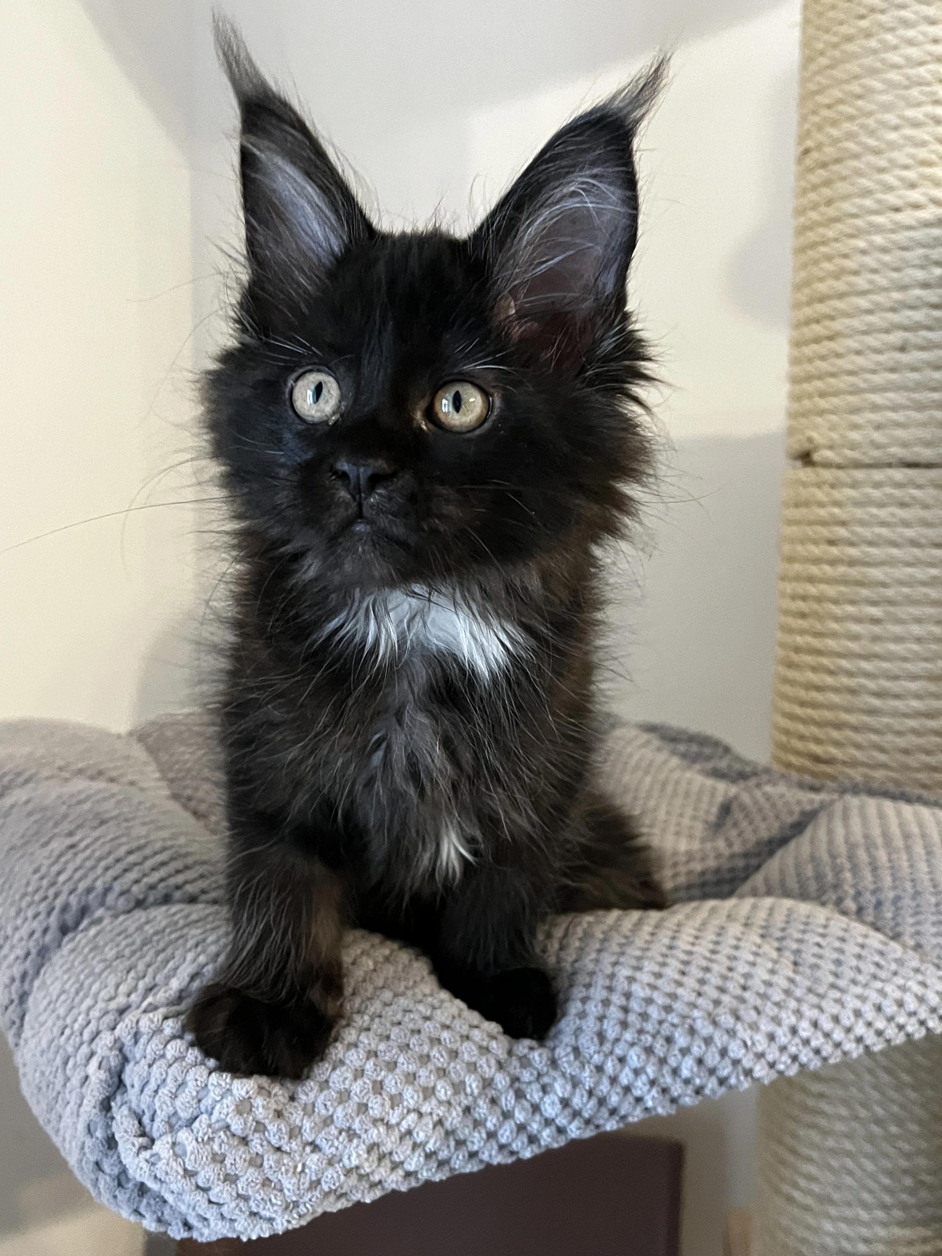 Mainská mývalí s PP