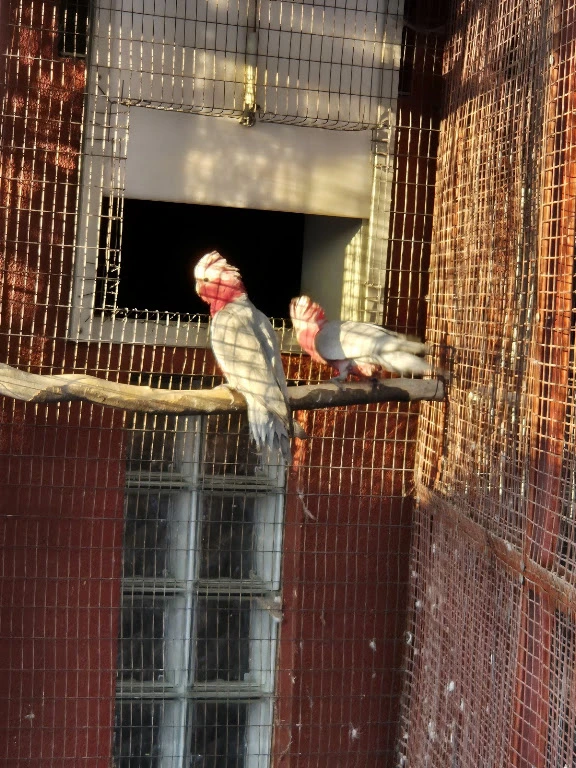 Kakadu růžový samec