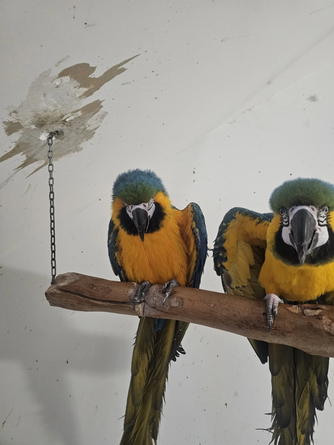 Chovný pár araraun