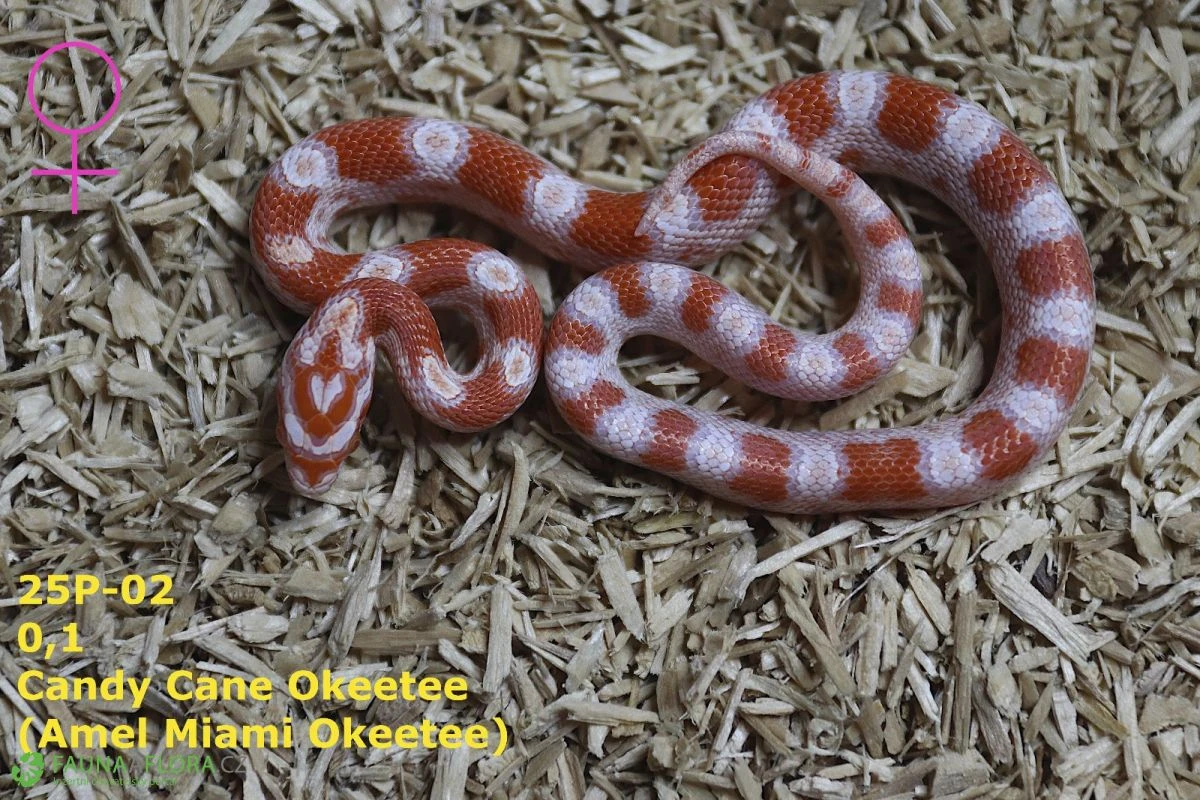Užovka červená (P. guttatus) - Candy Cane, Miami Okeetee