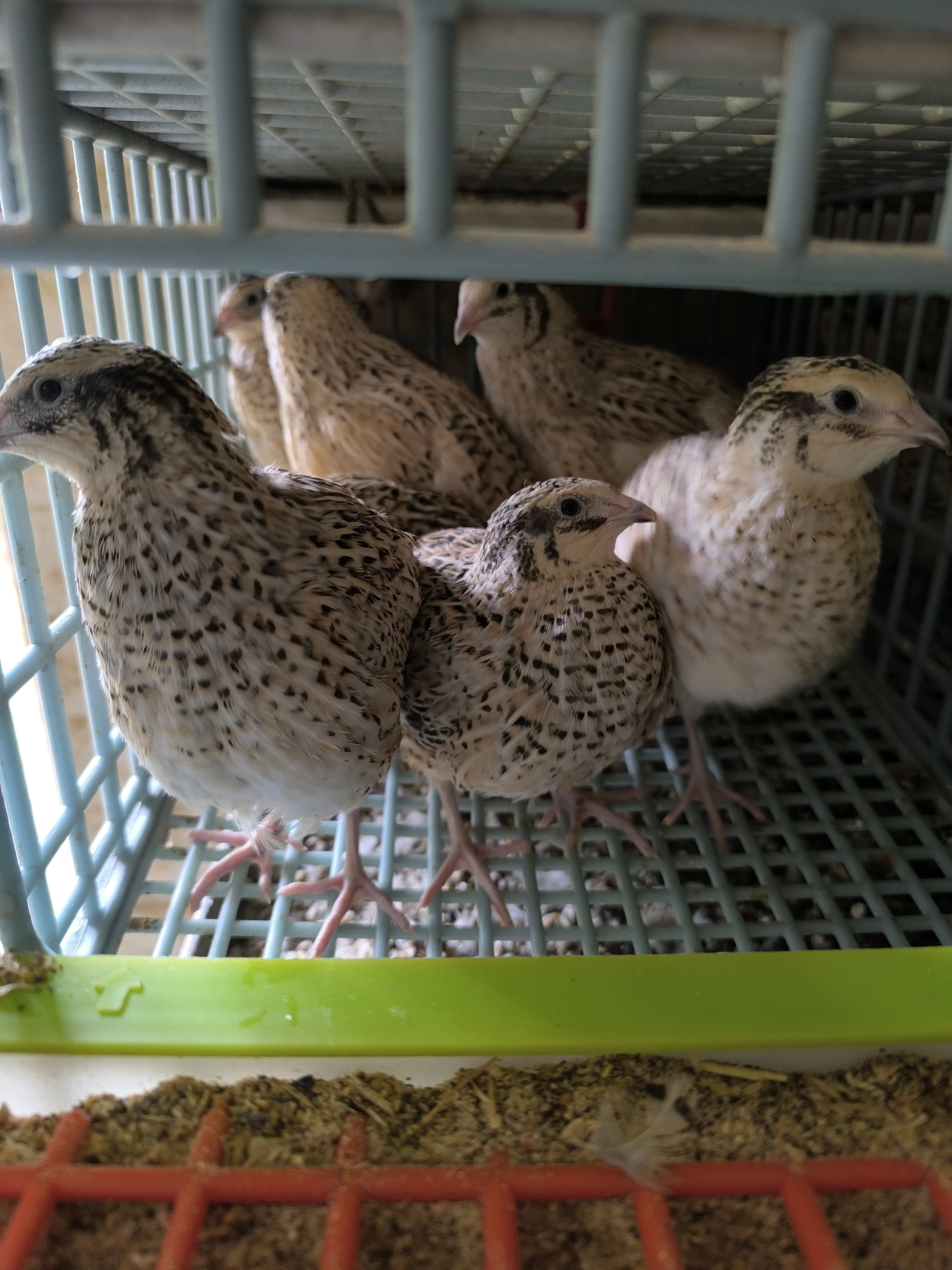 Křepelky japonské masné