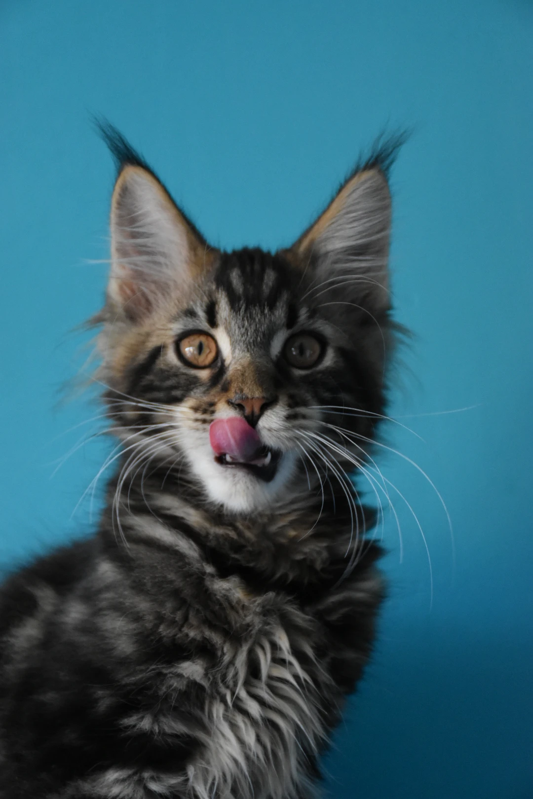 Mainsky mývalí kocourek s PP