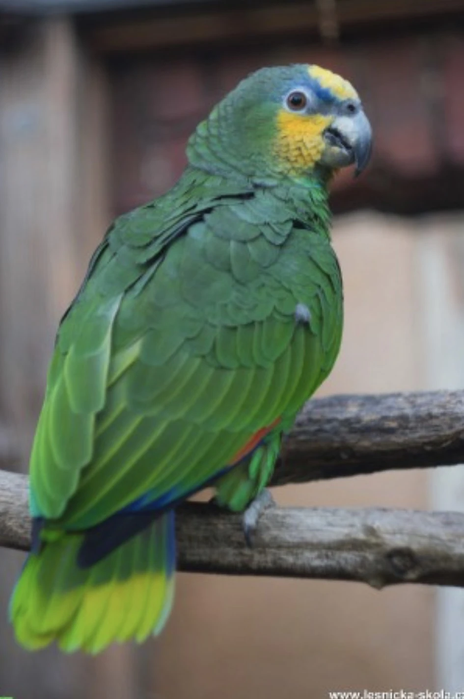 Amazoňan oranžovokřídlý