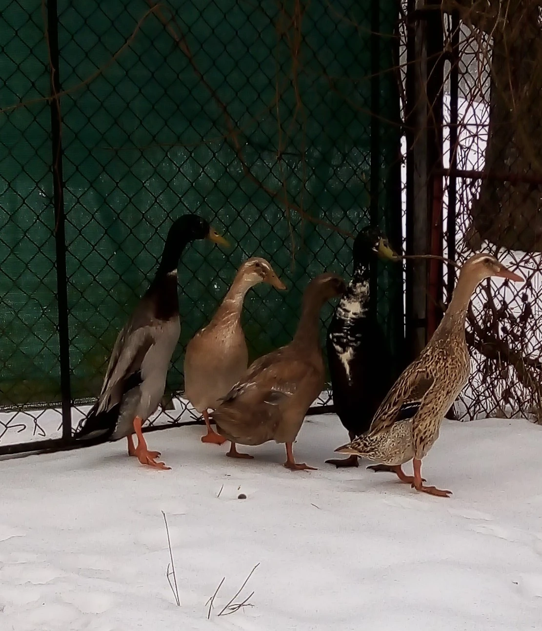 Prodám loňské kachny ruanske