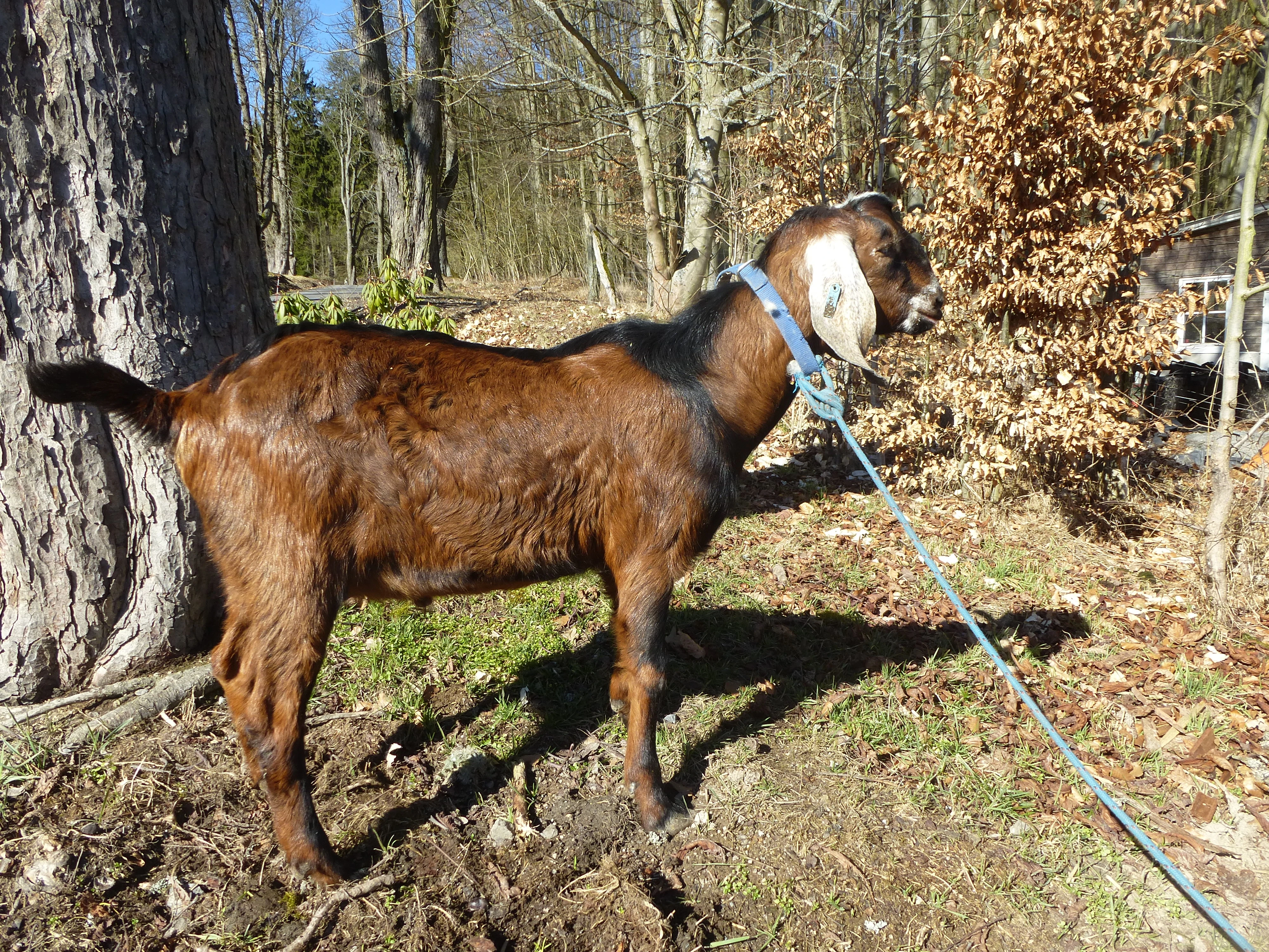 Anglo Nubian chovný kozel