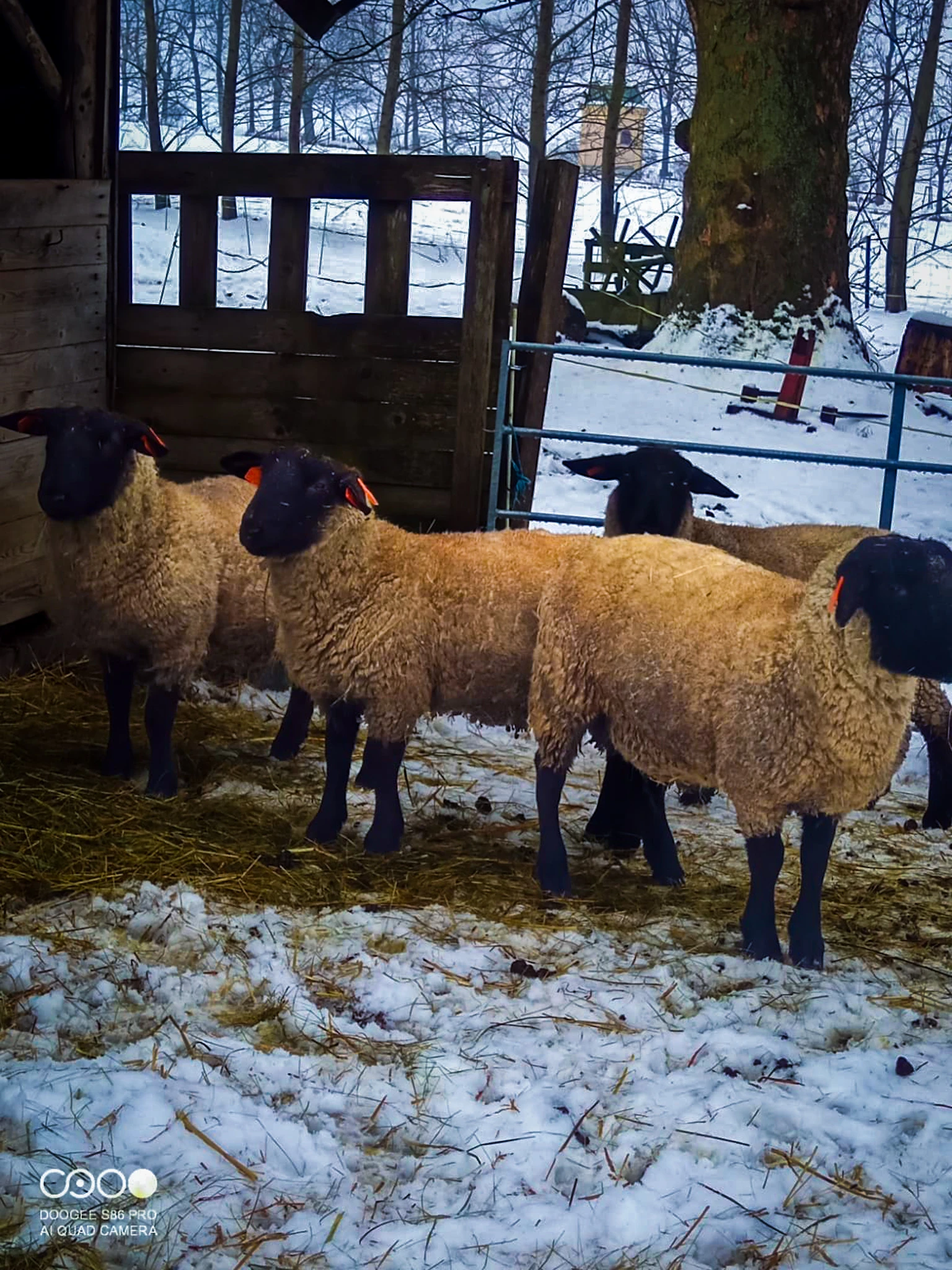 Plemenní beránci Suffolk