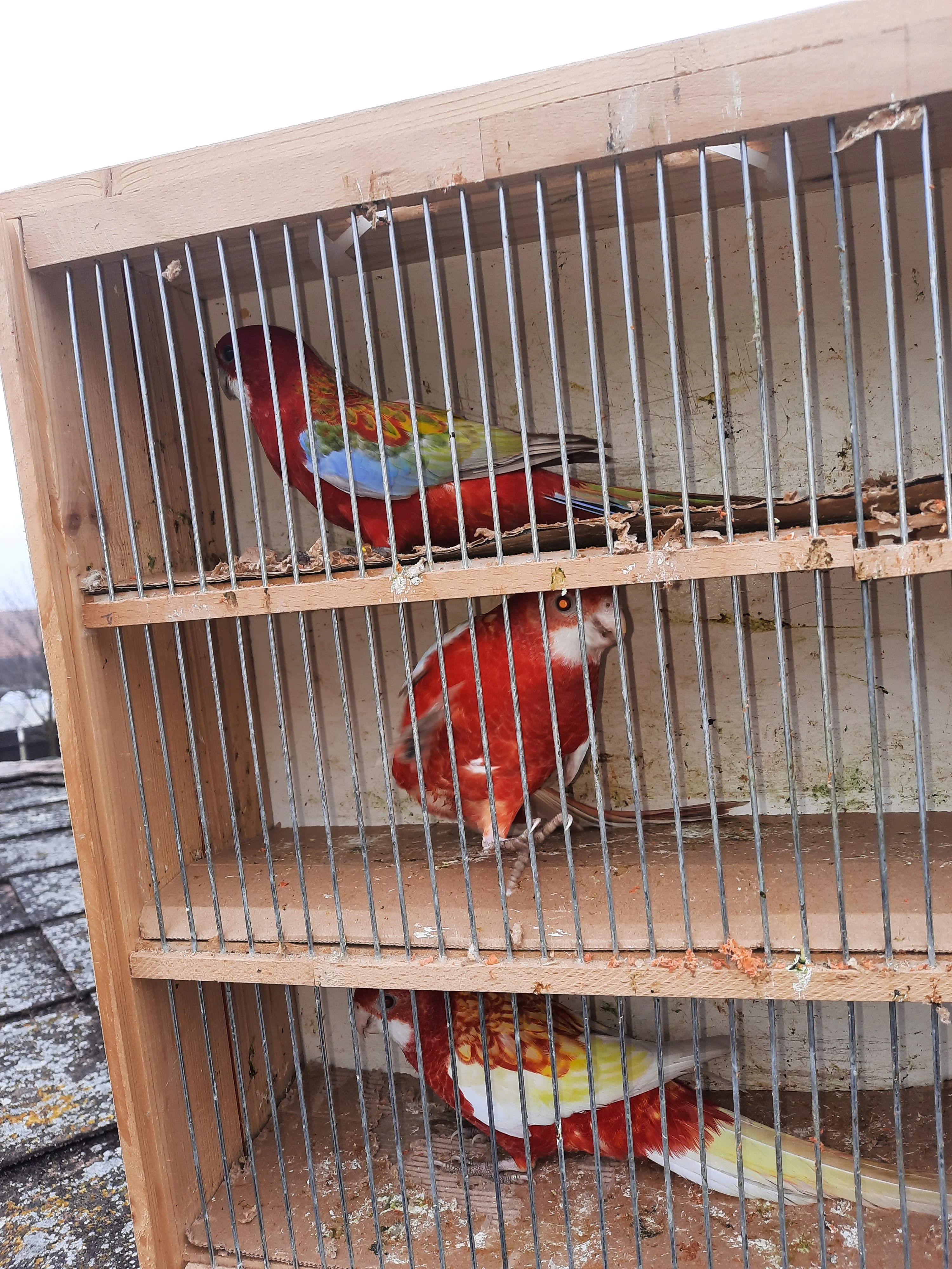 Prodám rosely pestré červené pastely