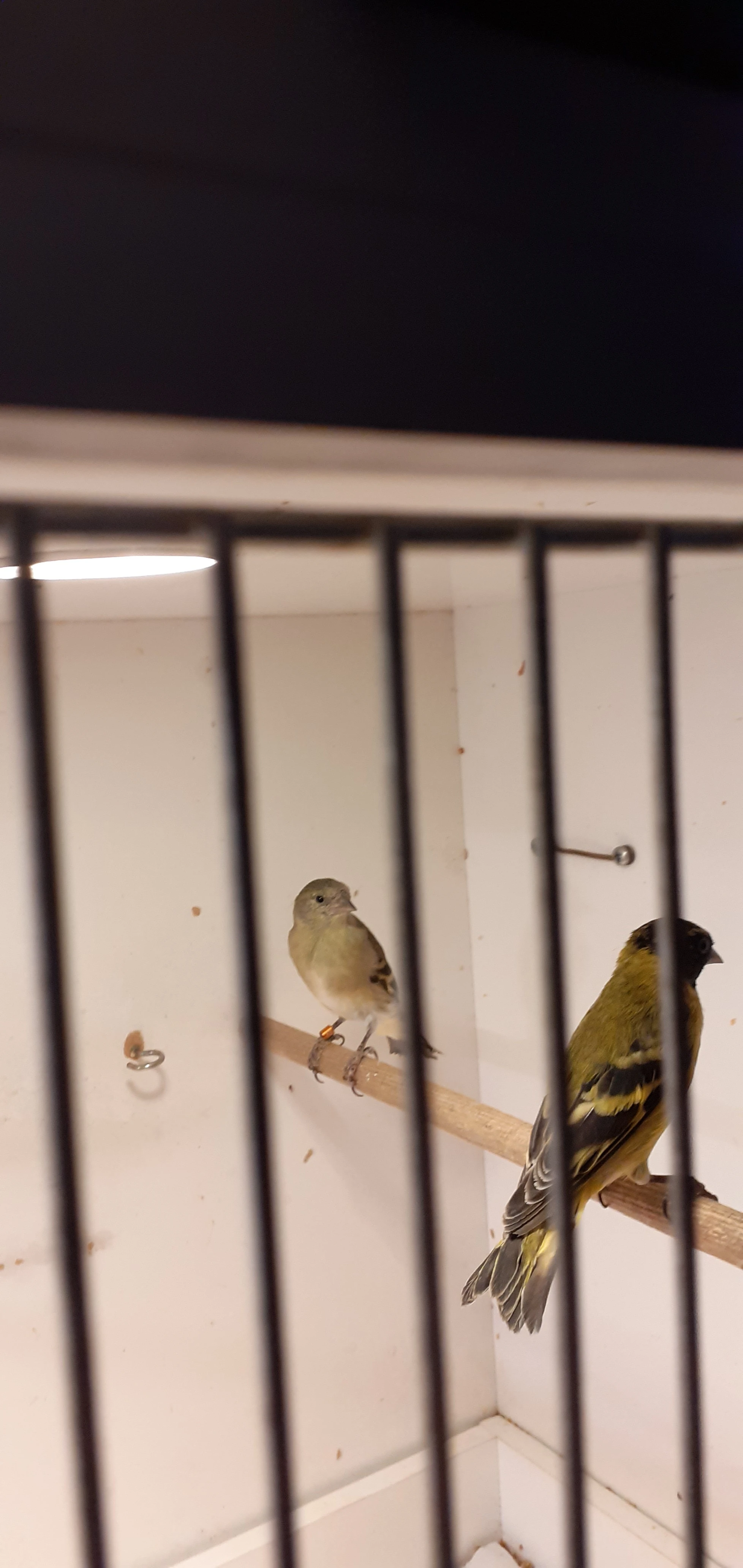 Čížek magellanský