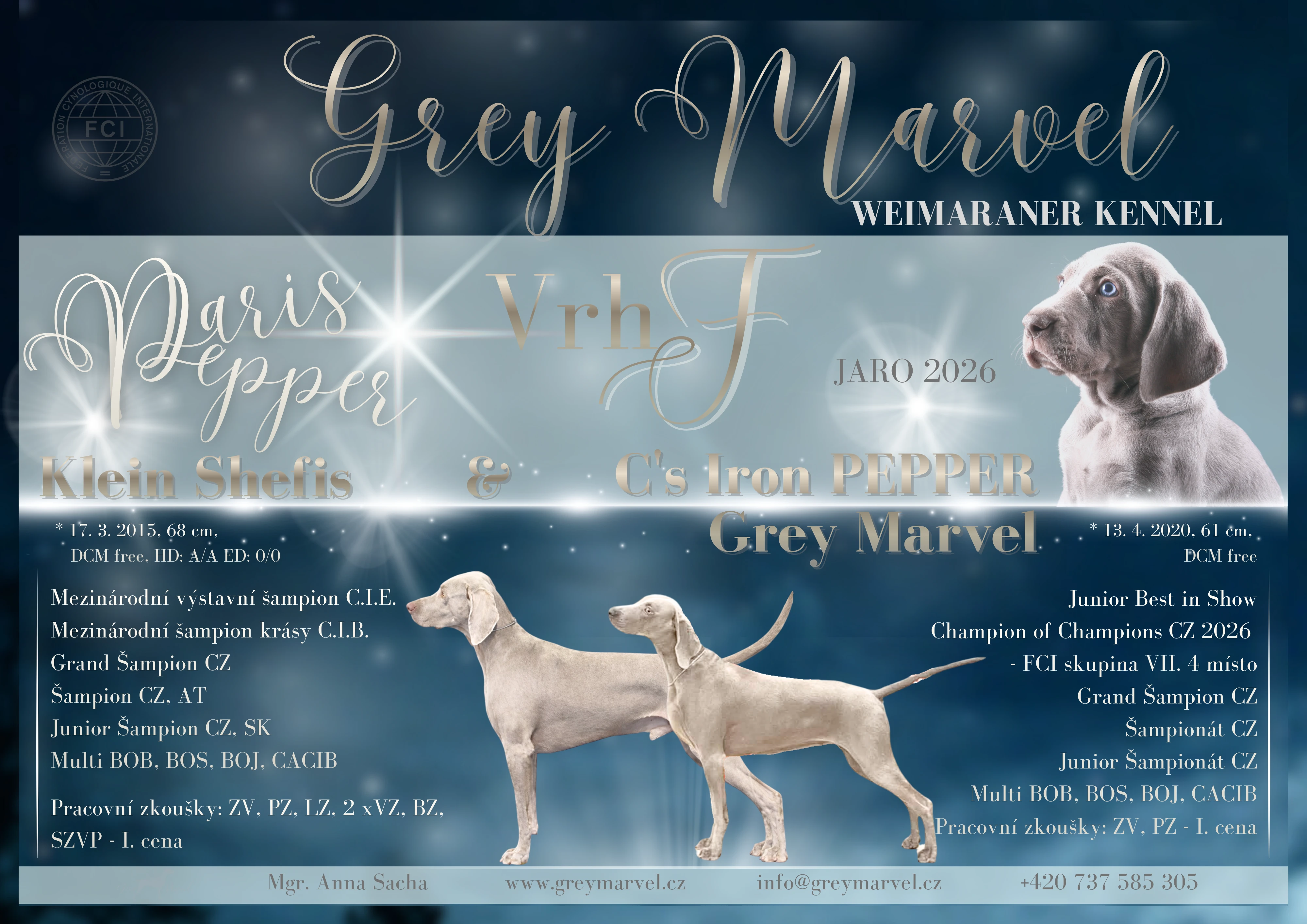 Výmarský ohař - štěňata s PP