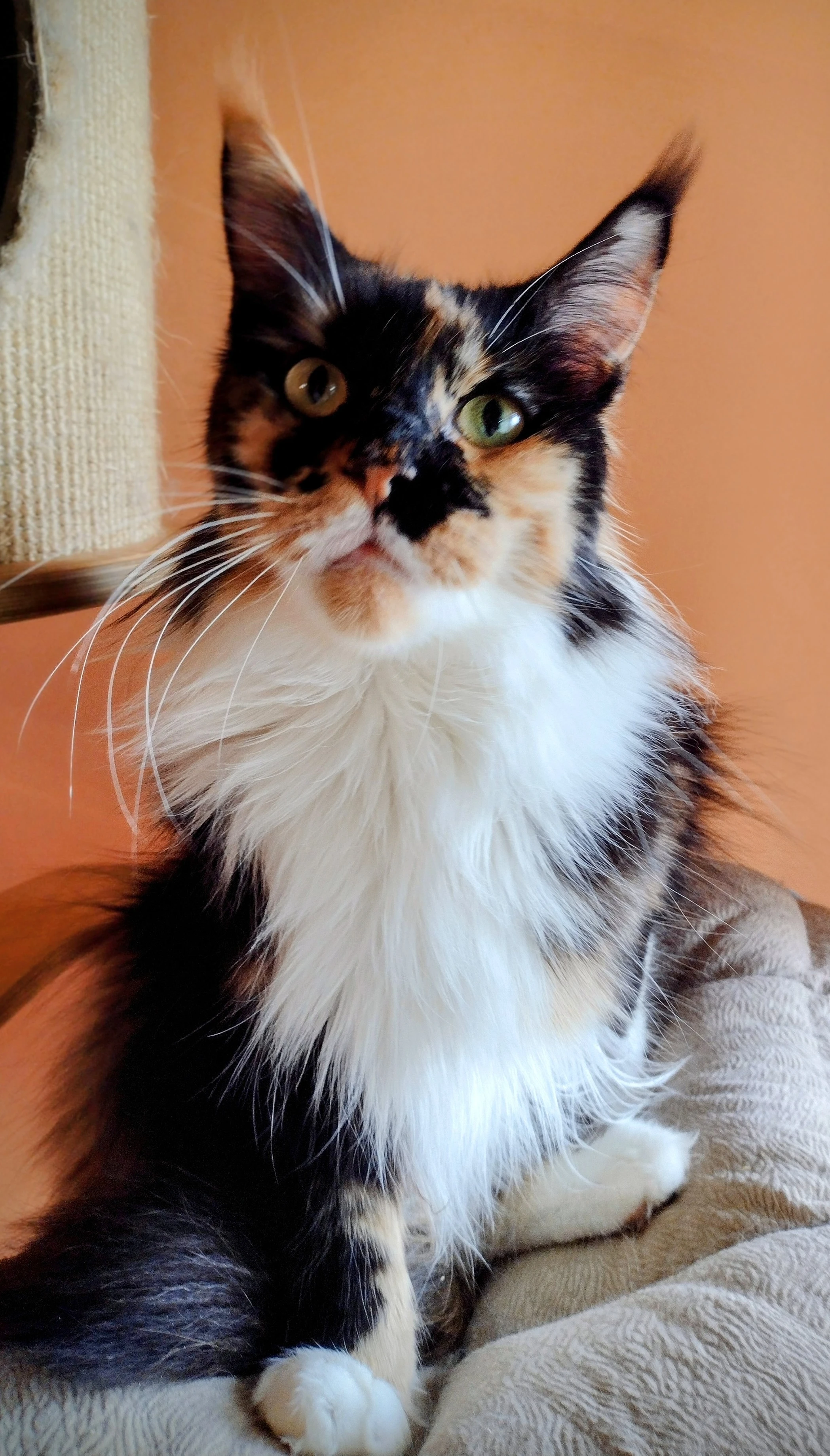 Prodám mainskou mývalí kočičku s PP