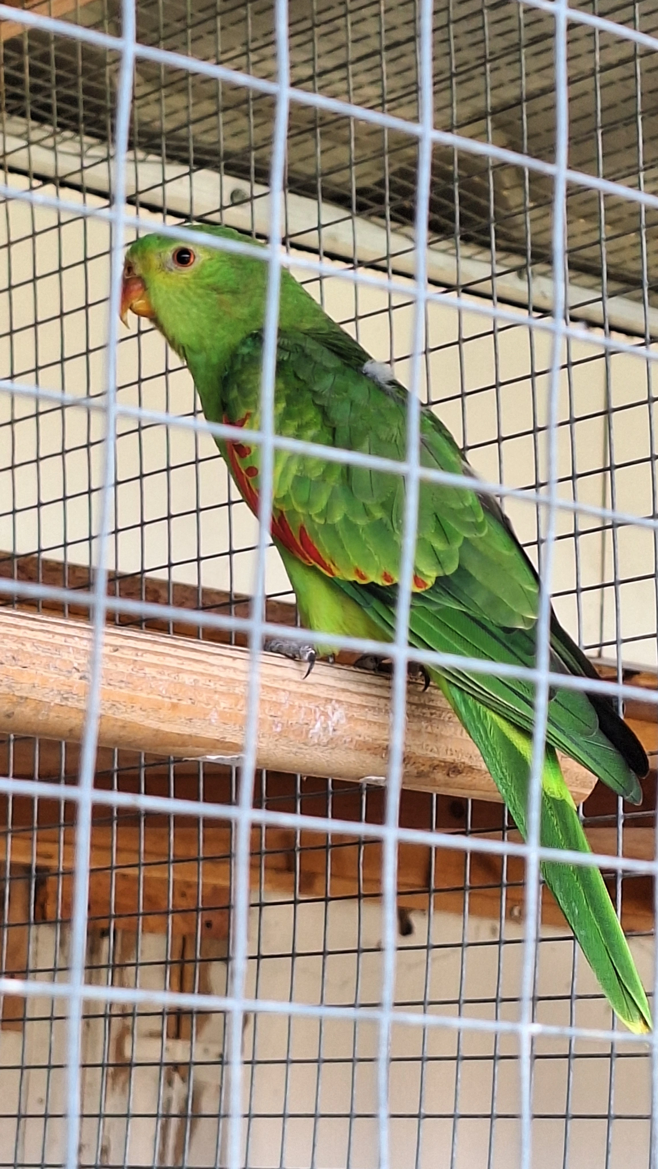 Papoušek červenokřídlý k.23