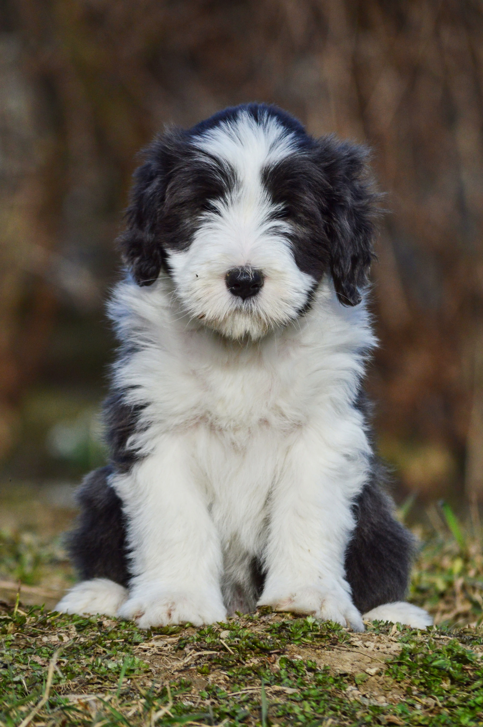 Bearded Collie