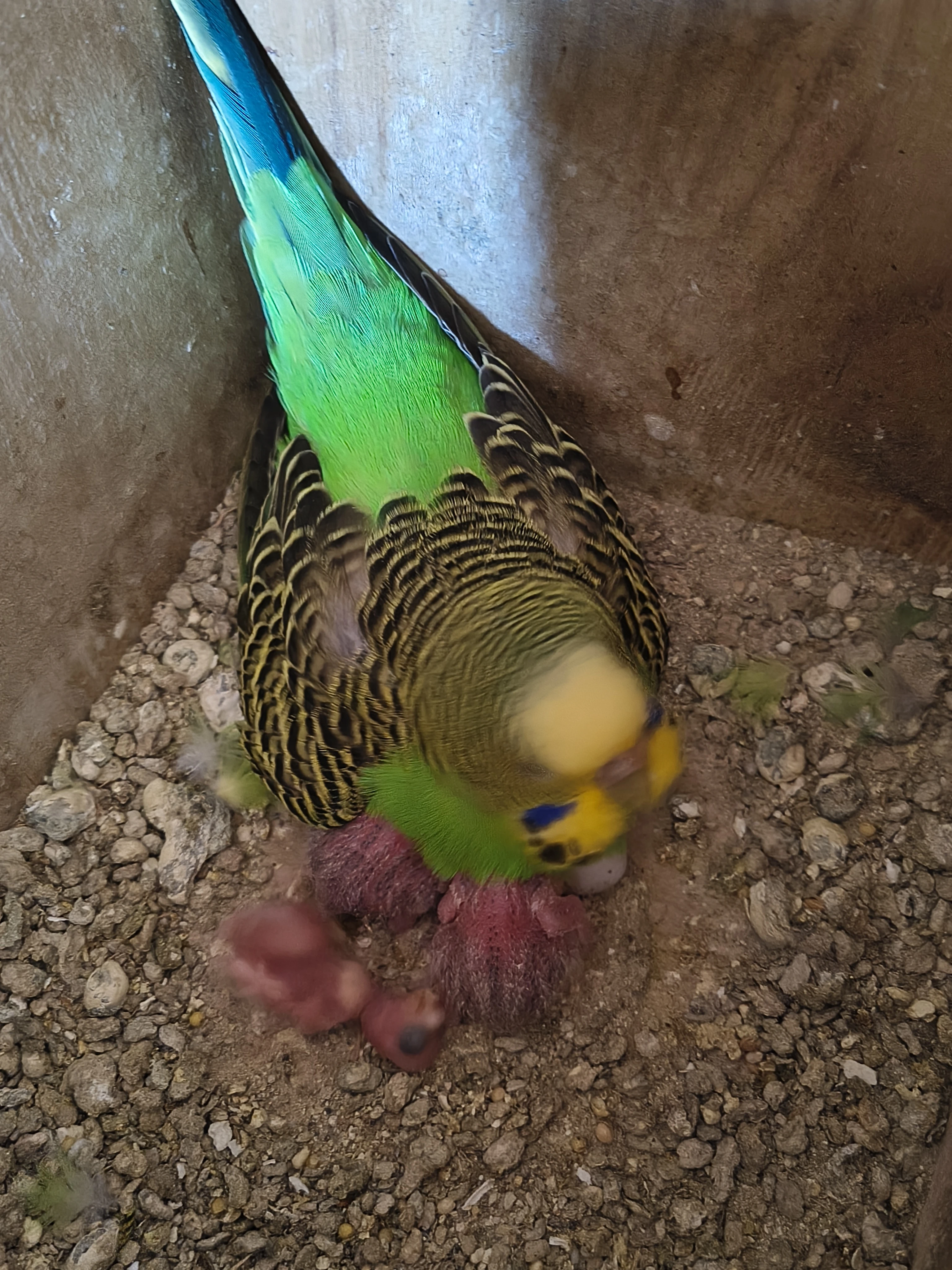 Andulka vlnkovaná čista přírodní zelená