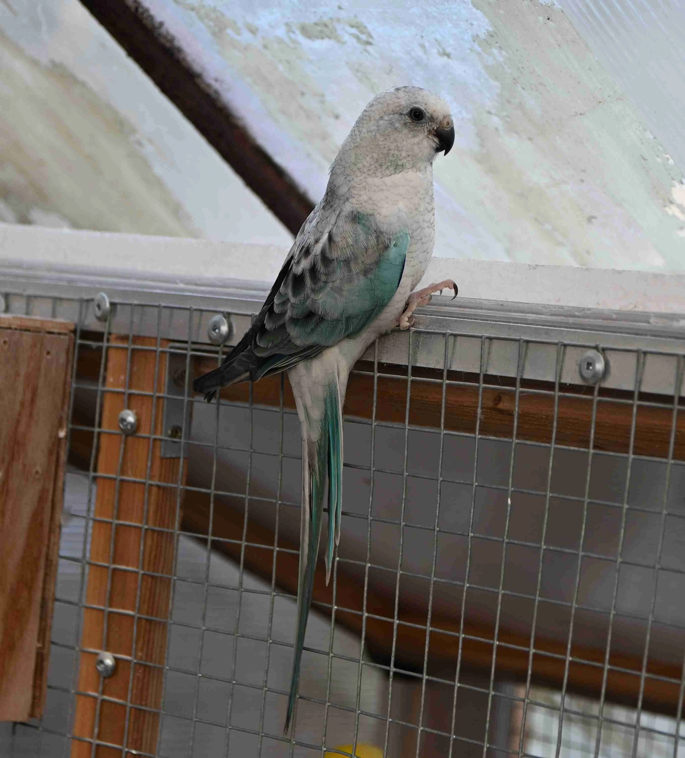 Chovný pár zpěváků