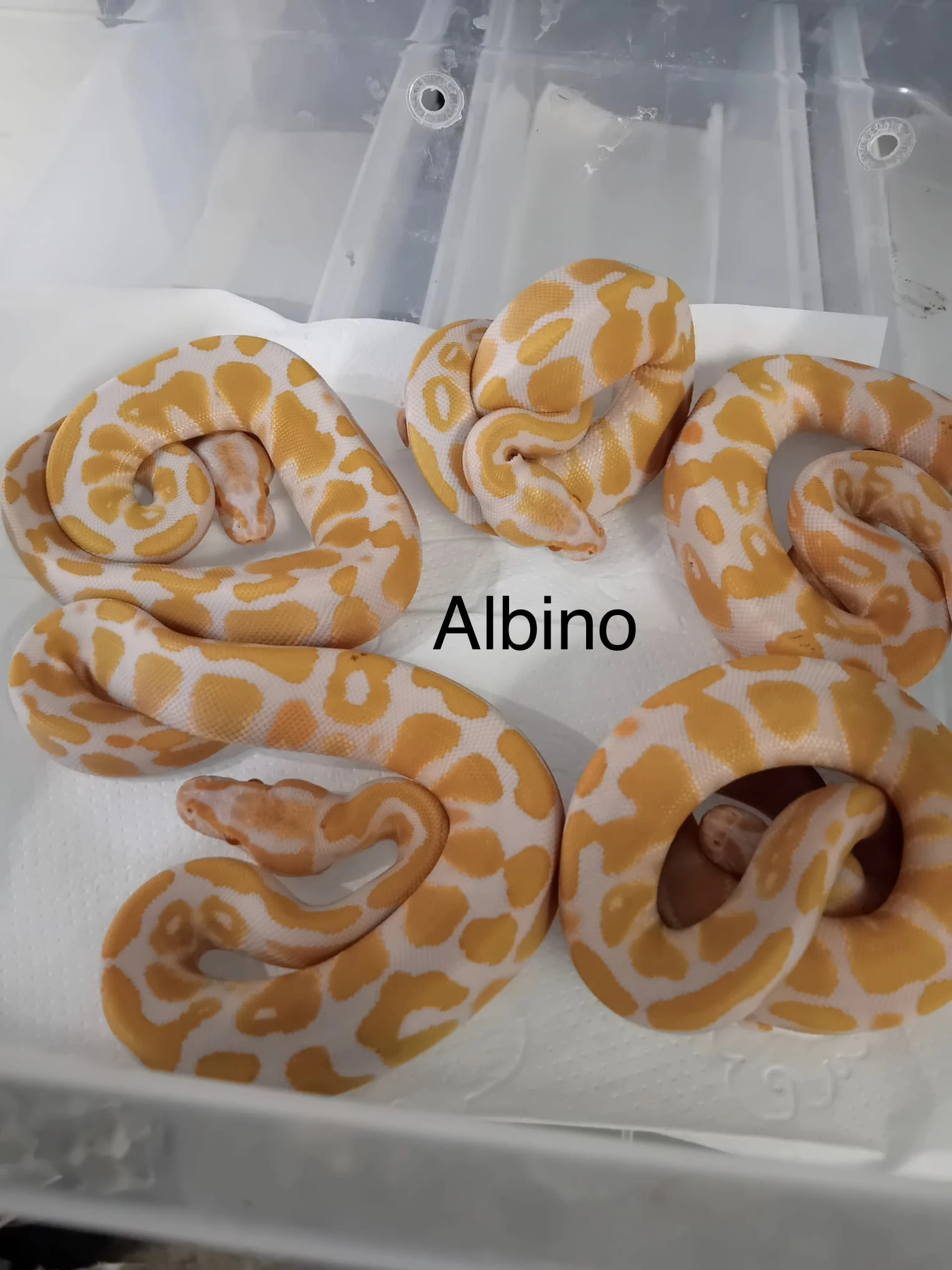 Krajta královská - aktuální nabídka 13.3.