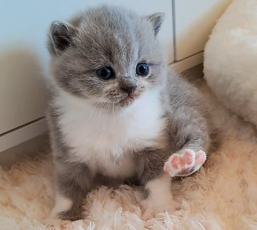 Britská krátkosrstá kočička Kamilka s PP - odběr červen