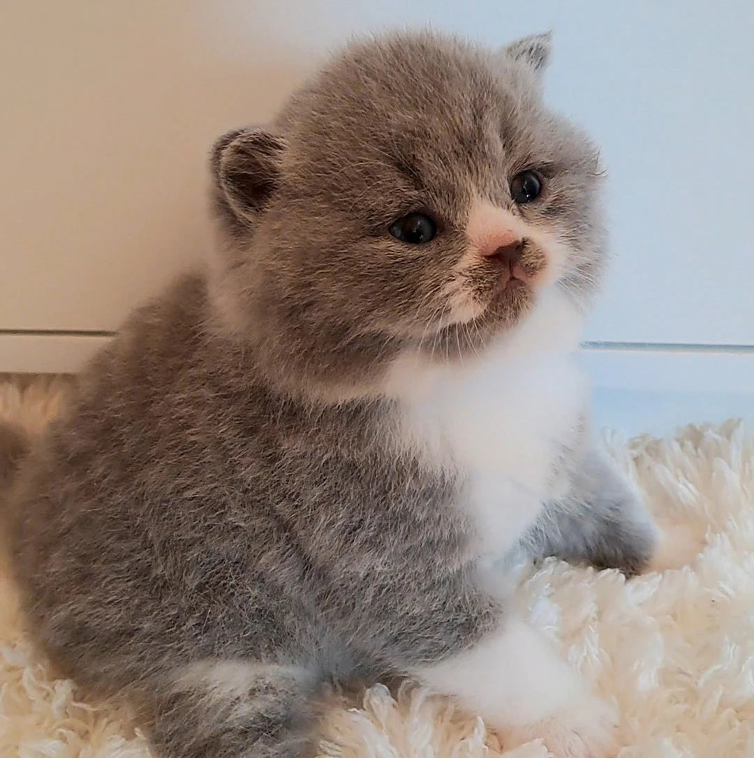 Britský krátkosrstý kocourek Kristián s PP - odběr červen