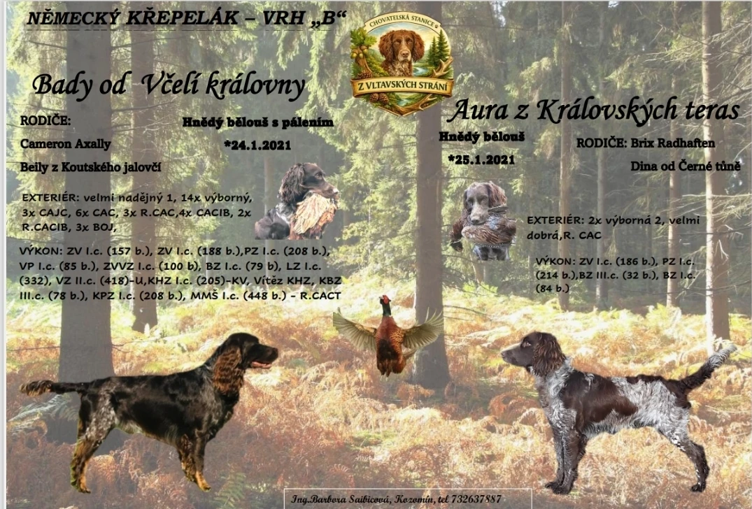 Štěňátka německého křepelaka