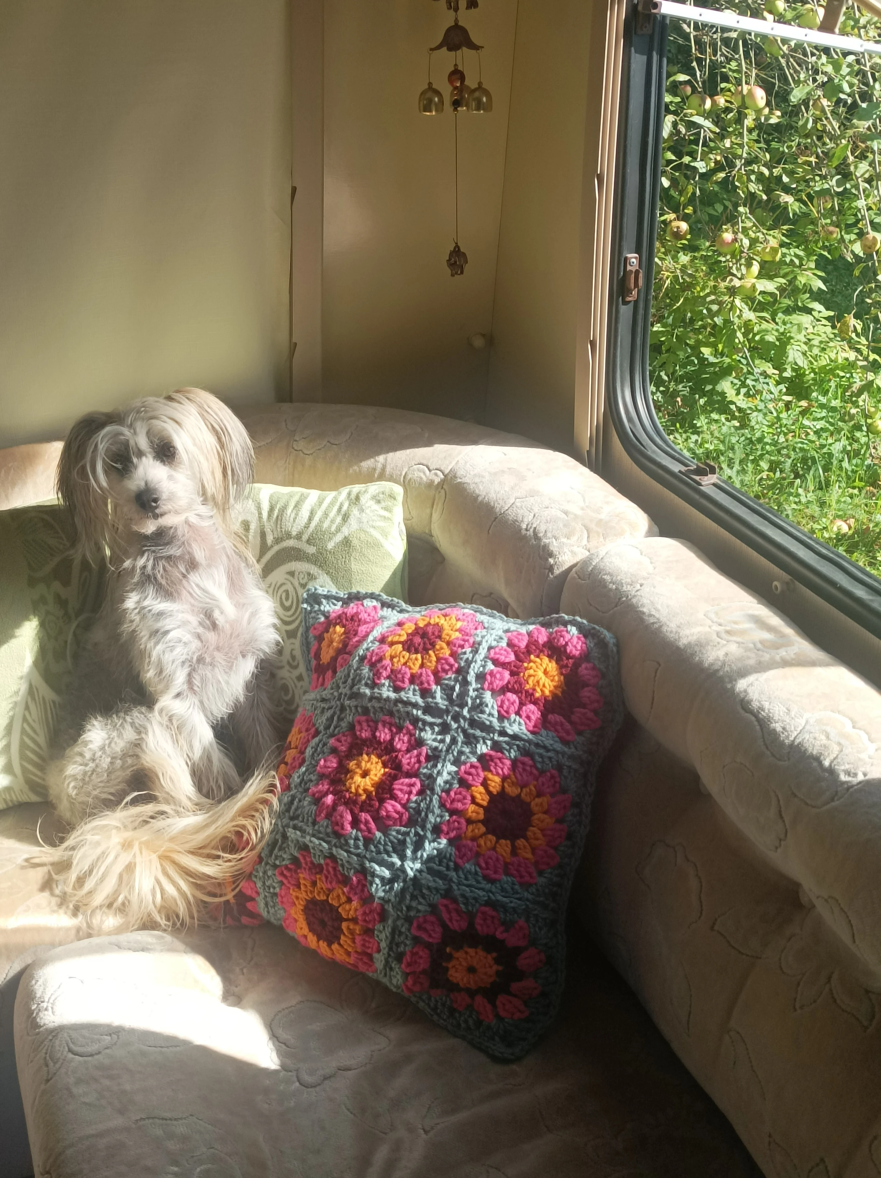 Hledáme milující páníčky