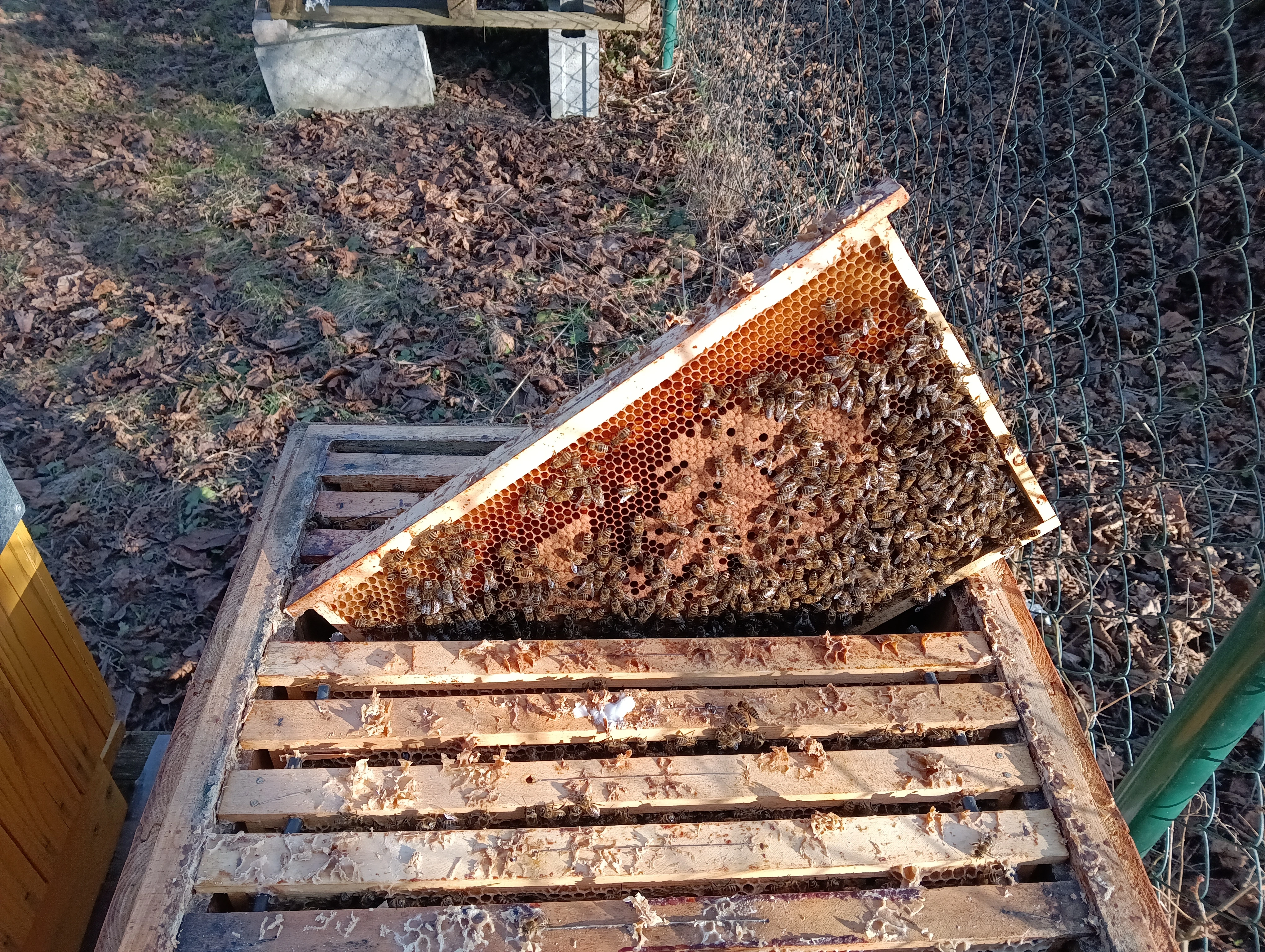 Vyzimovaná včelstva 3924