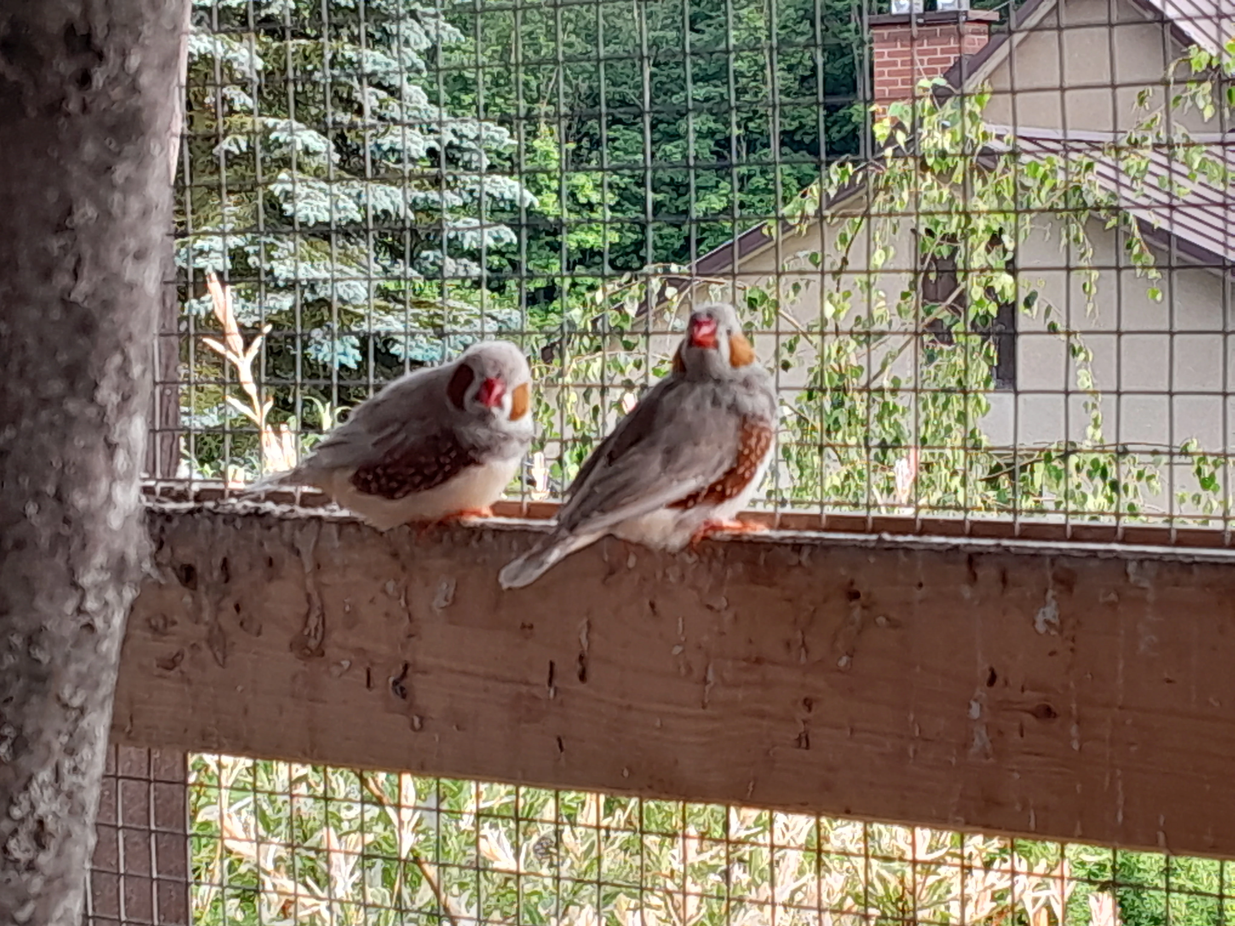 Sháním 2 samičky zebřičky