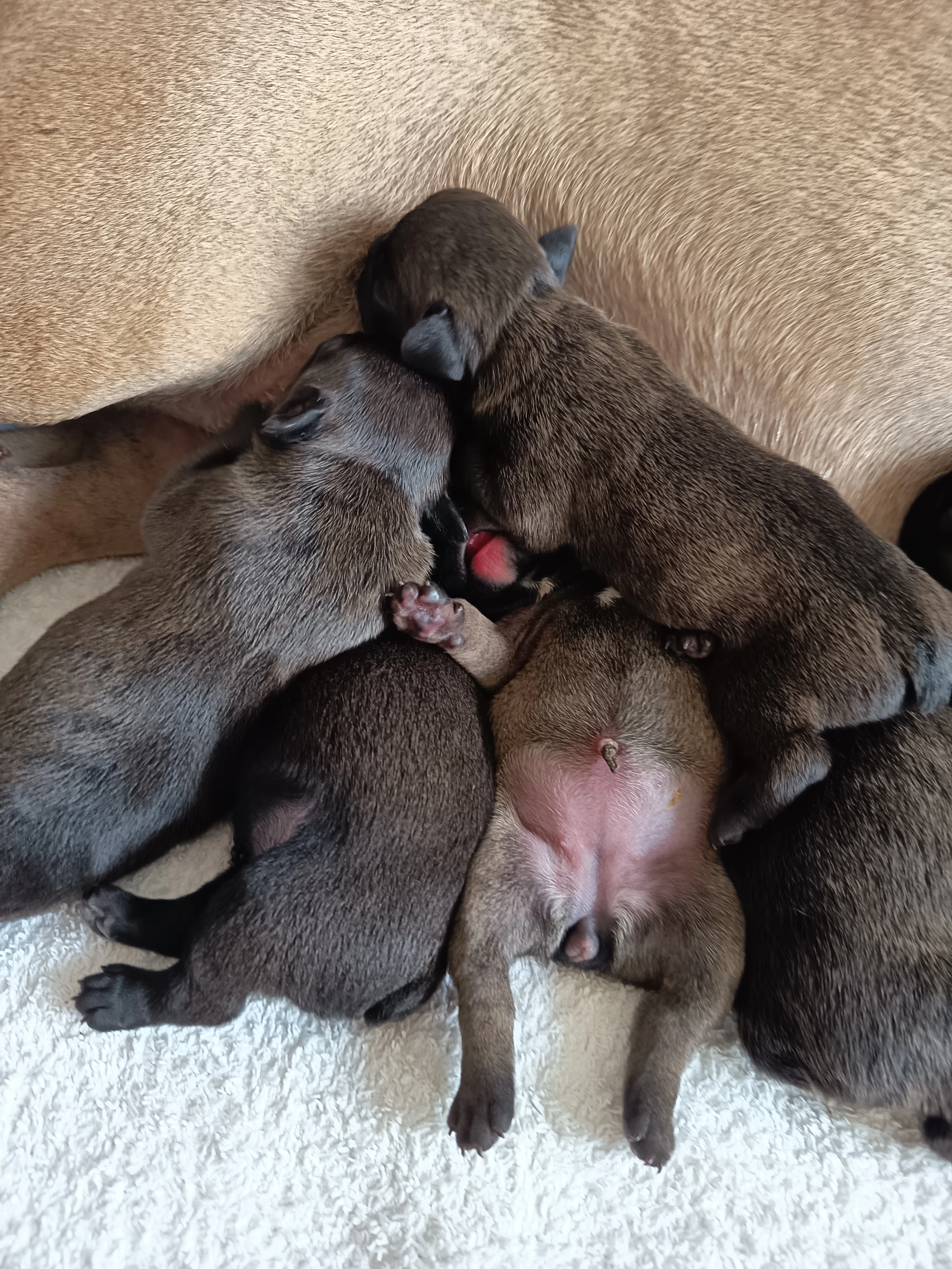 Francouzský buldoček štěňata bez pp