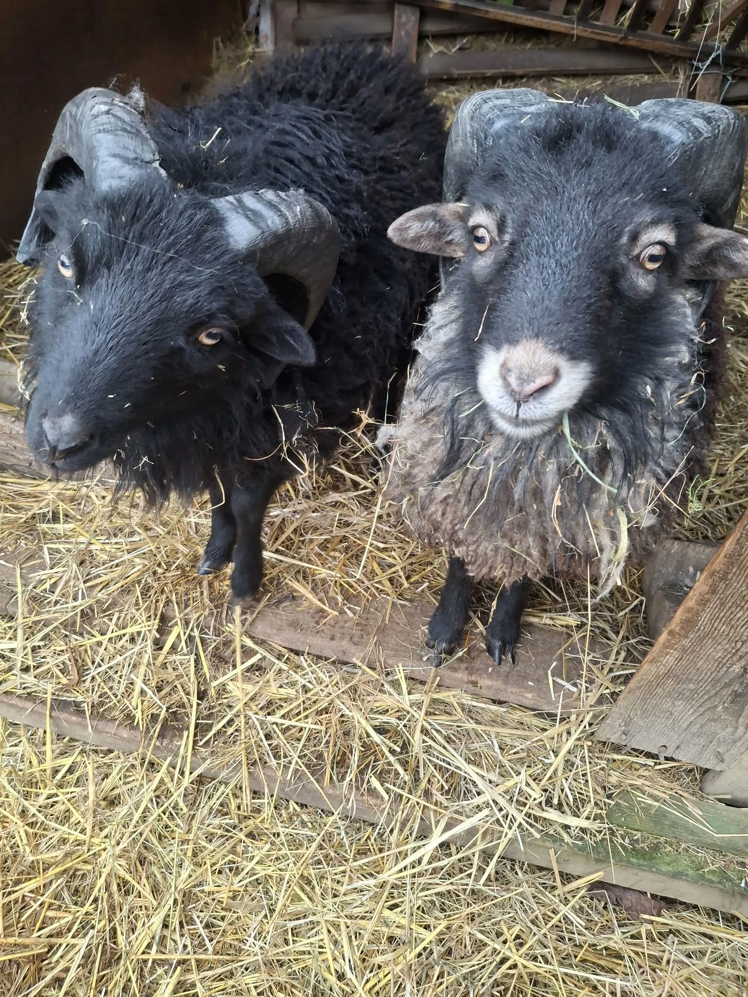 Prodám dva Ouessantské beránky