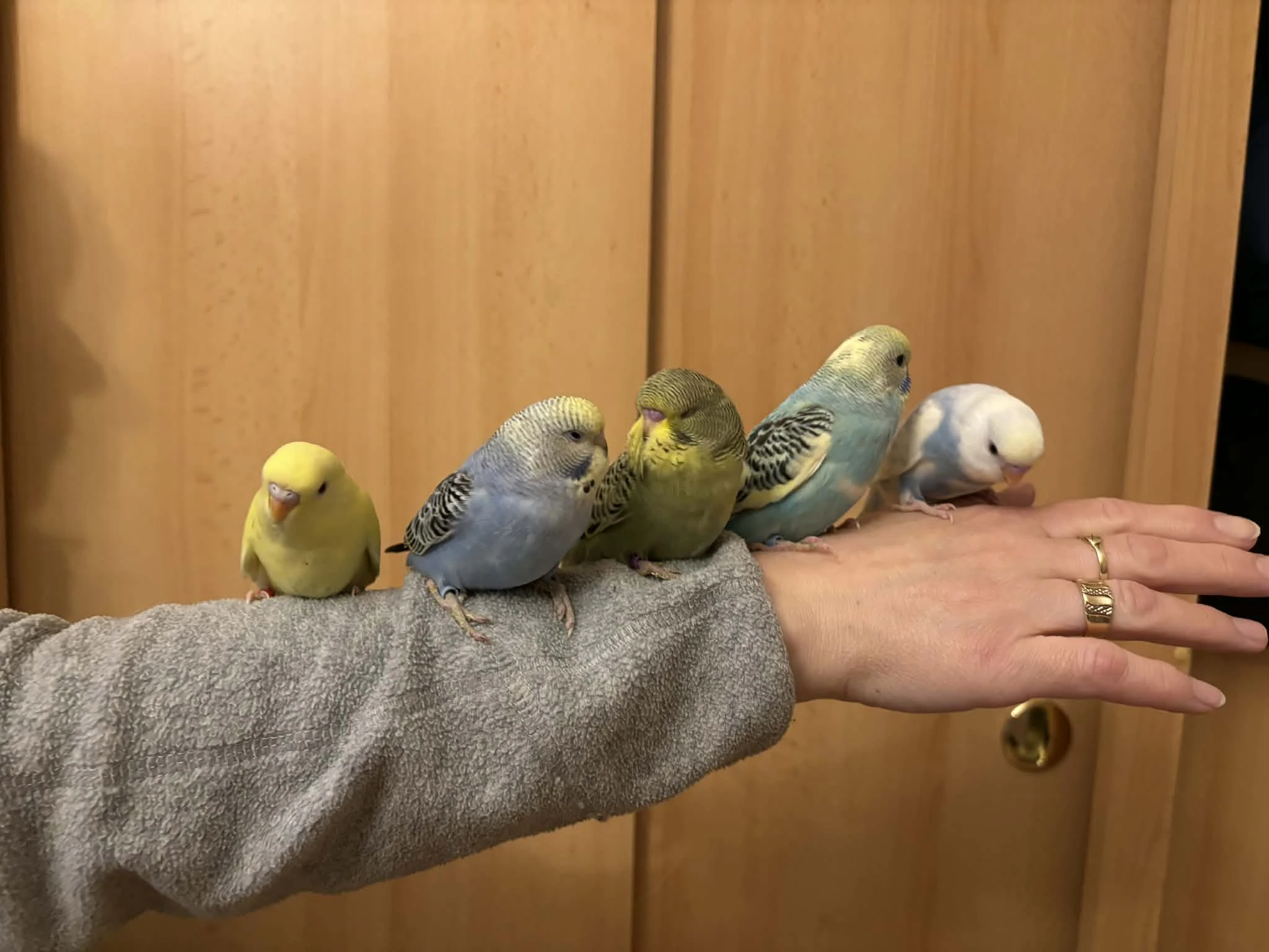 Prodám mladé andulky po vylétnutí z budky