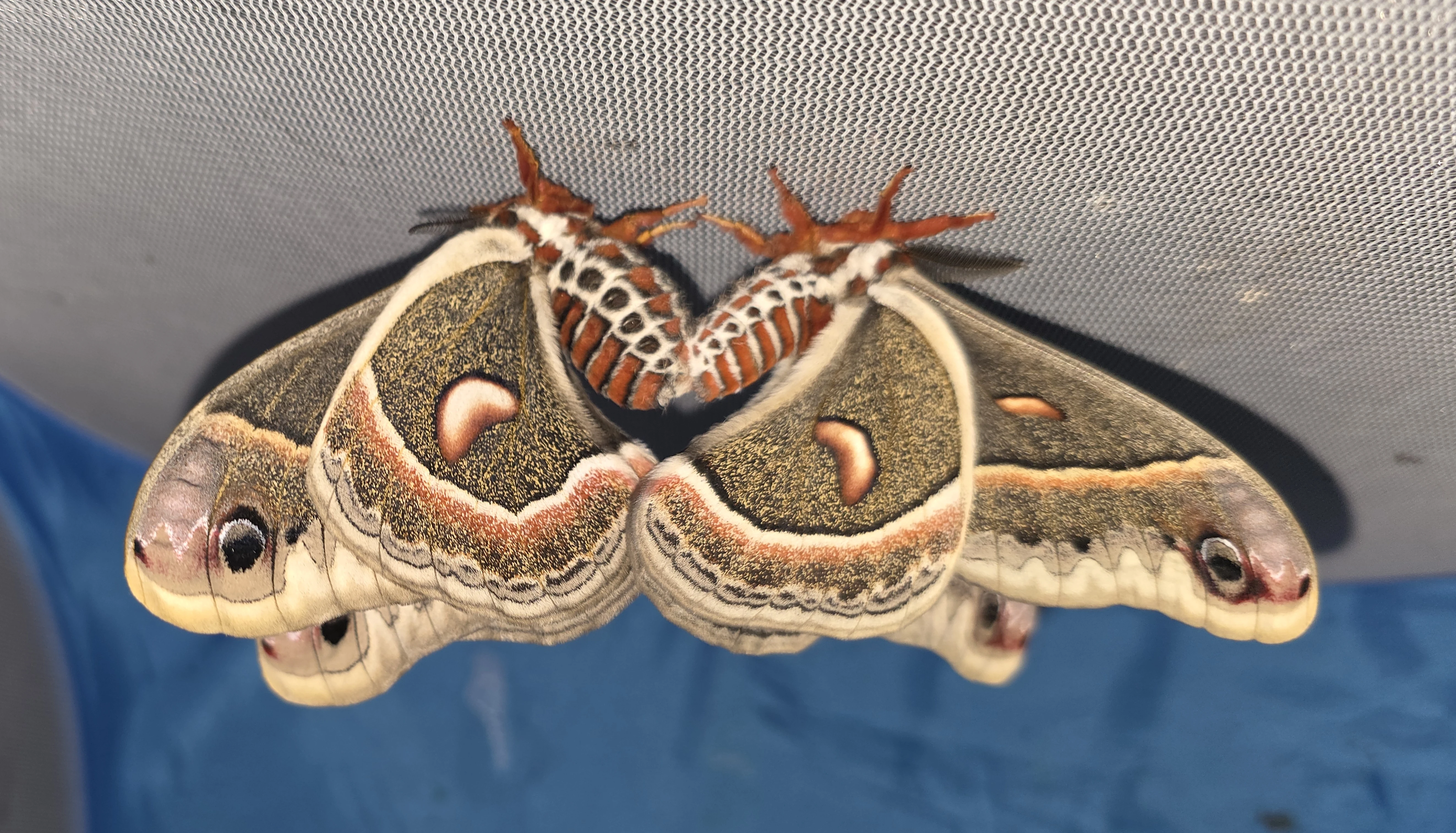 Hyalophora cecropia vajíčka