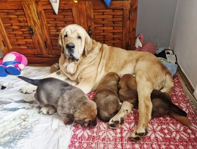 Zadáme štěňata Španělského mastina