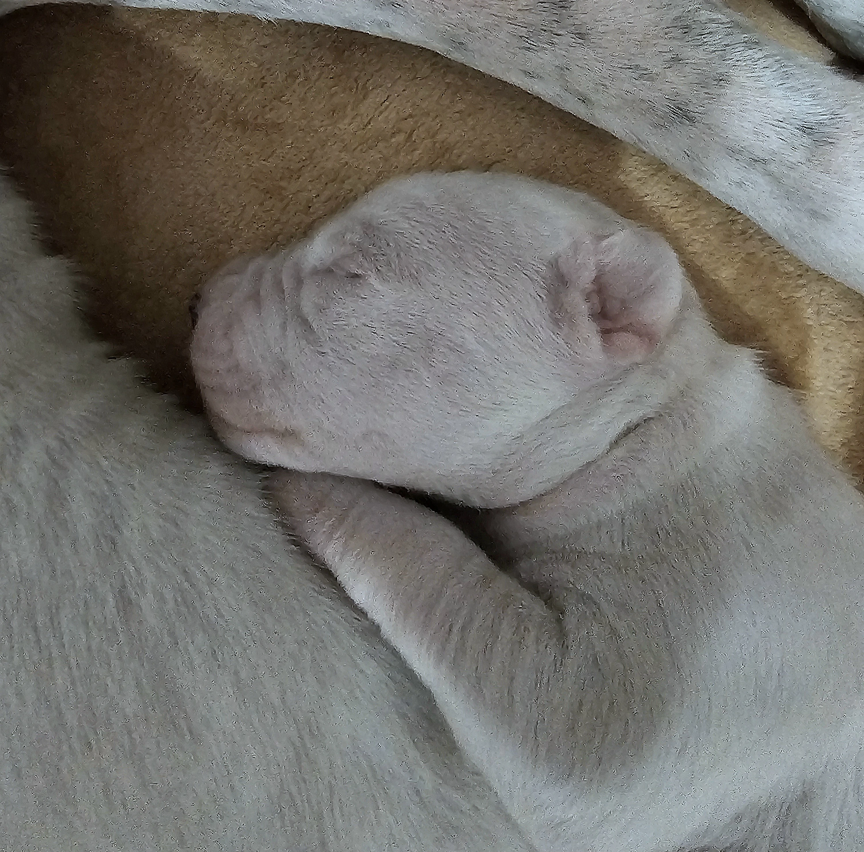 Argentínska doga s pp