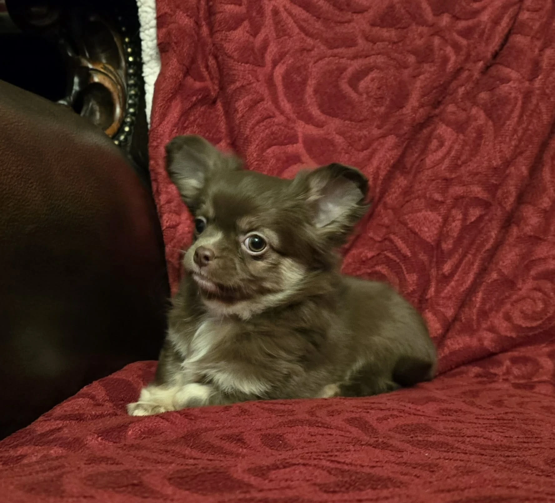 Čivava dlouhosrstá s PP