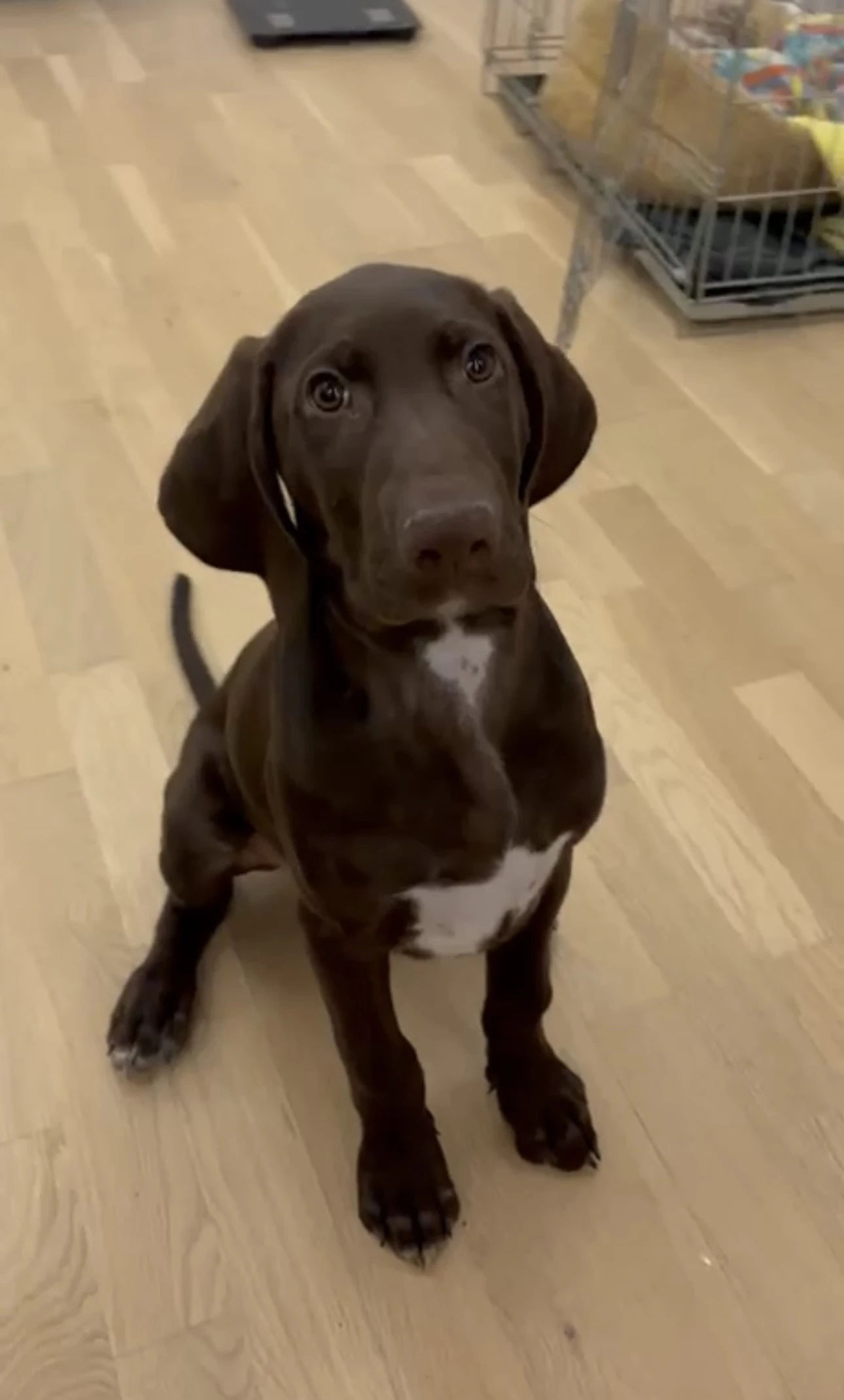 Německý ohař krátkosrstý s PP