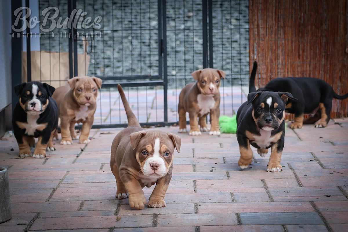 American bully pocket ABKC - luxusní pejskové