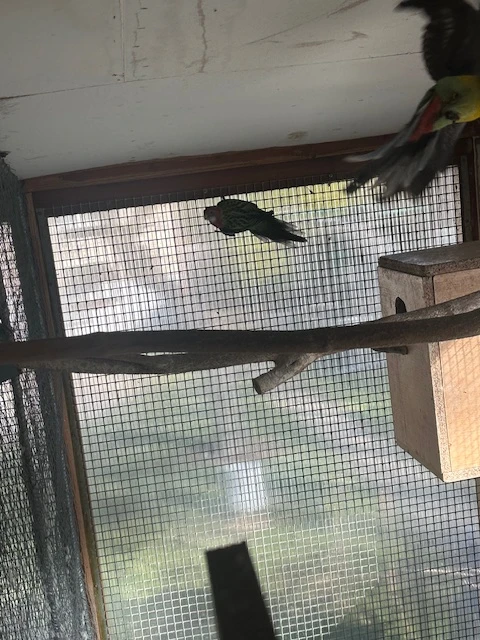 Rosela Pestra 1,1 r. 2025