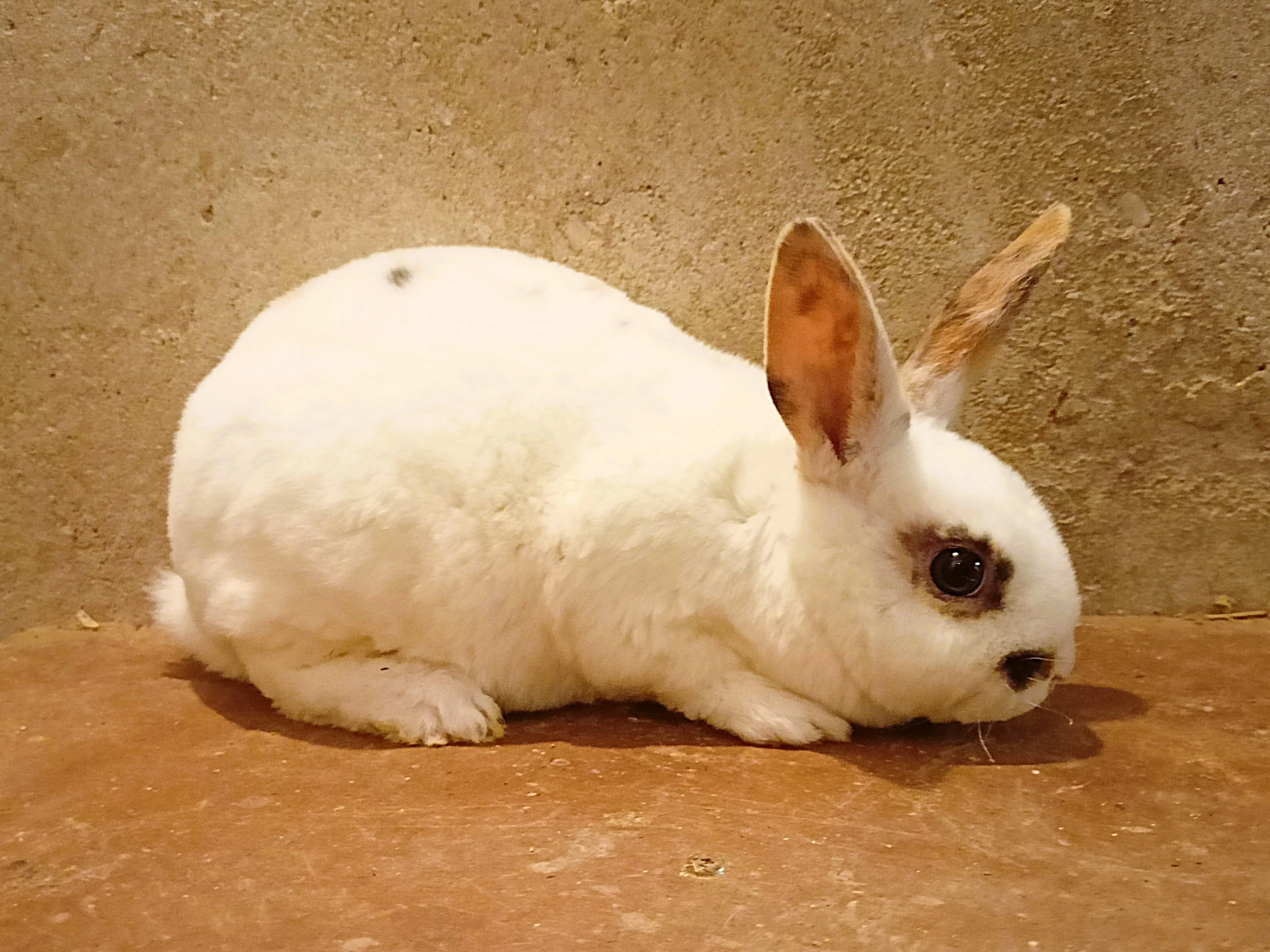 Malý rex - bílá samička z chovu plášťových strakáčů