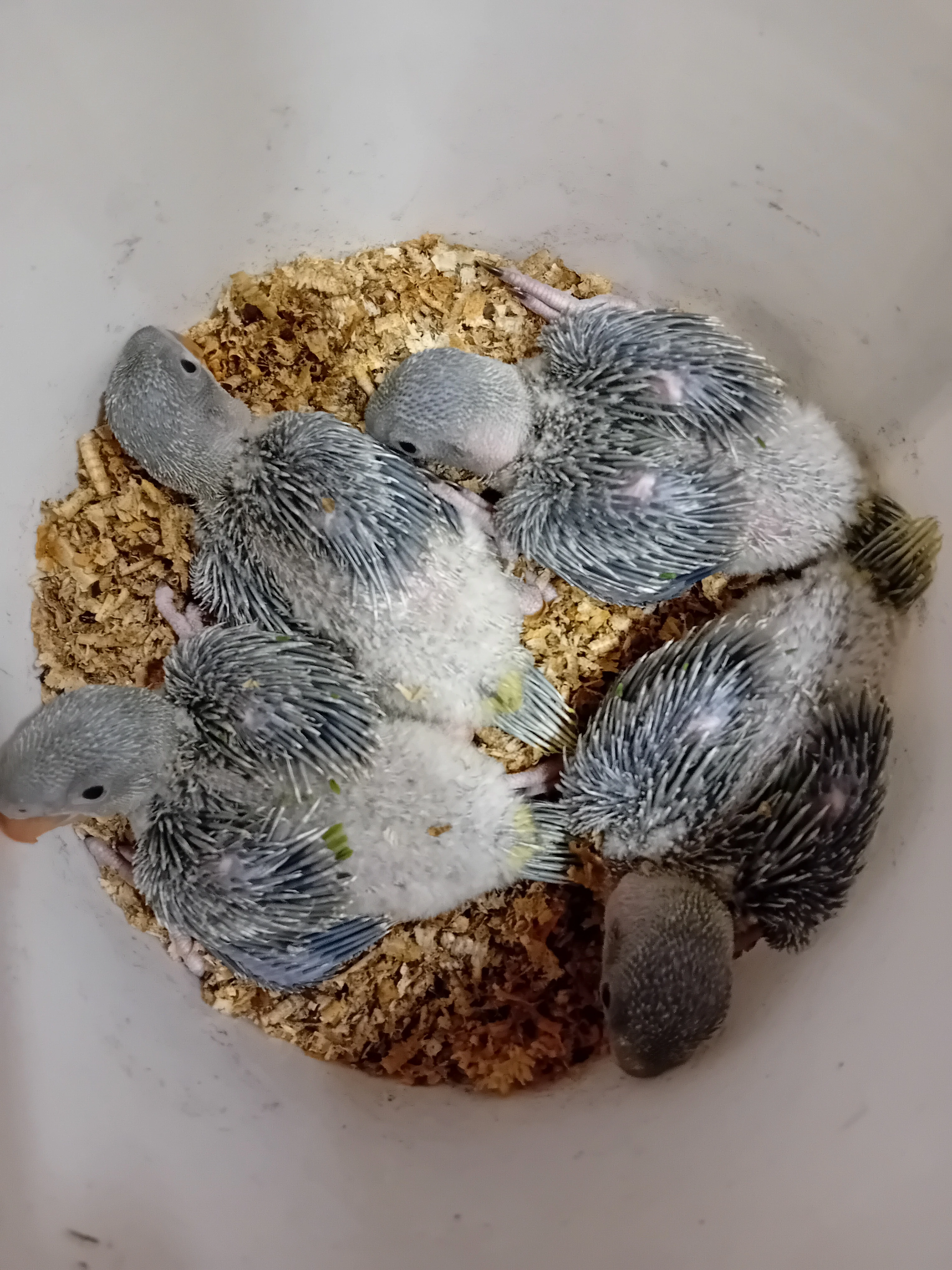 Ručně dokrmený mazel Alexandr velký