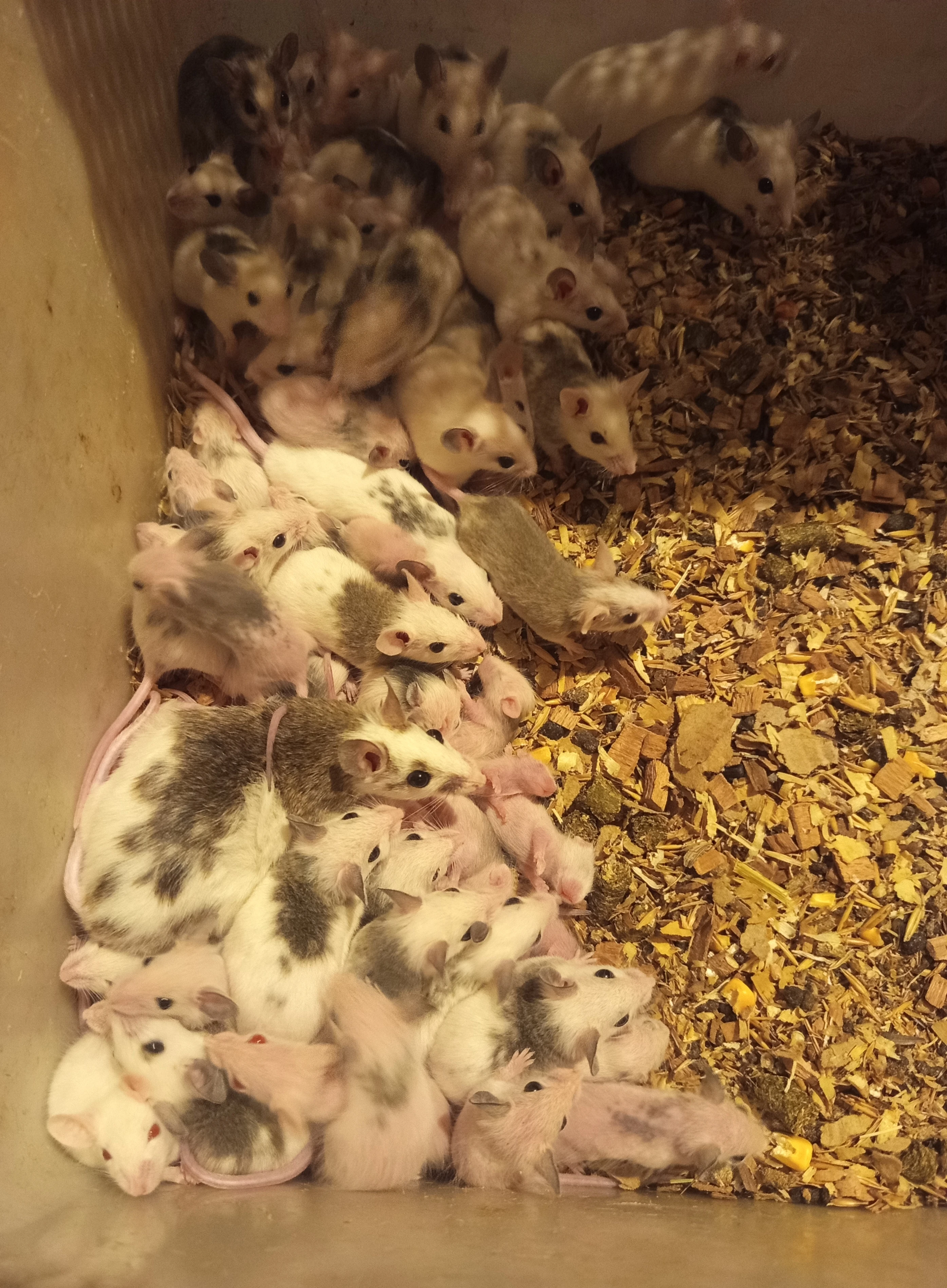 Nabízím větší množství mastomyší – odběr ihned