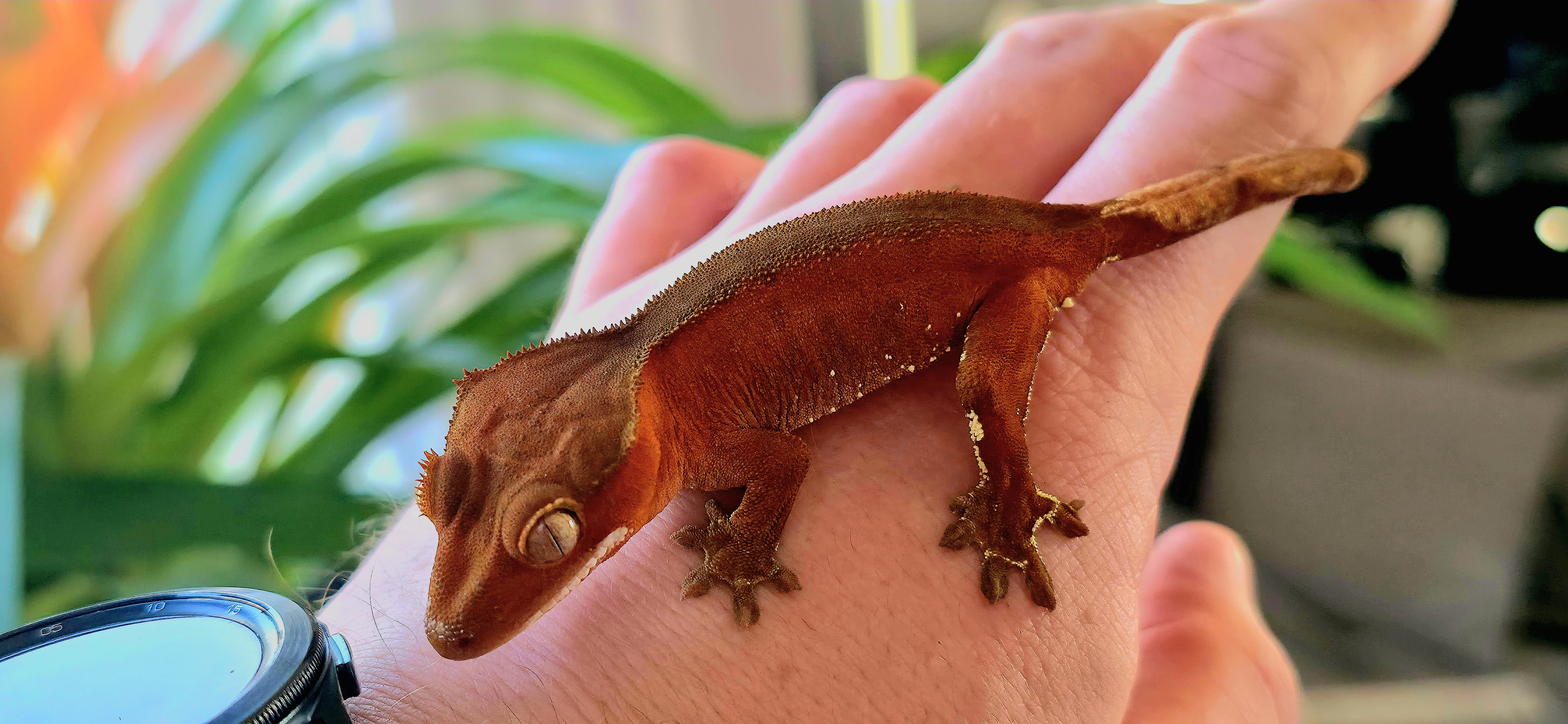 Mladě pagekona řasnatého Červený bicolor