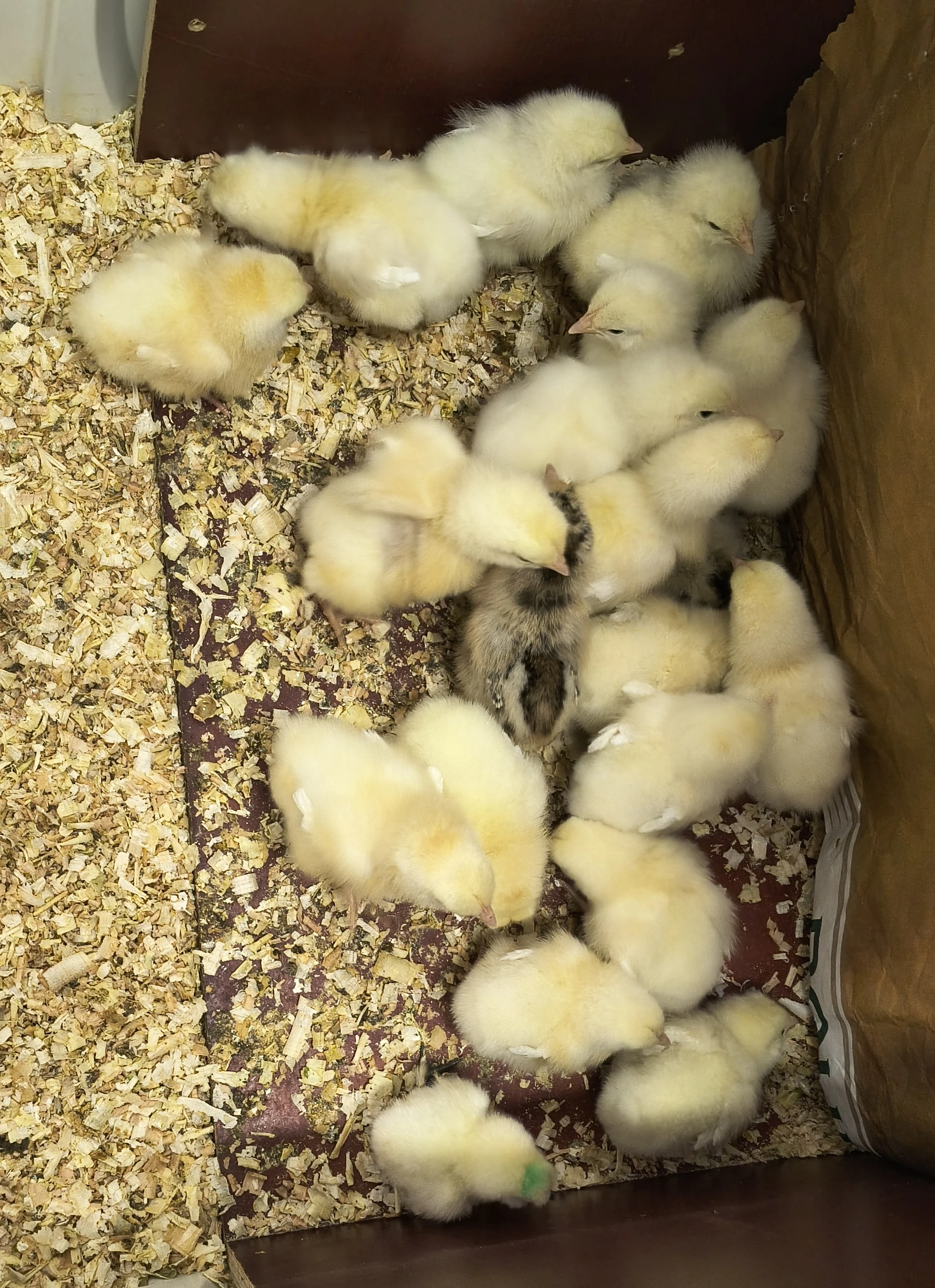 Plymutka bílá kuřata