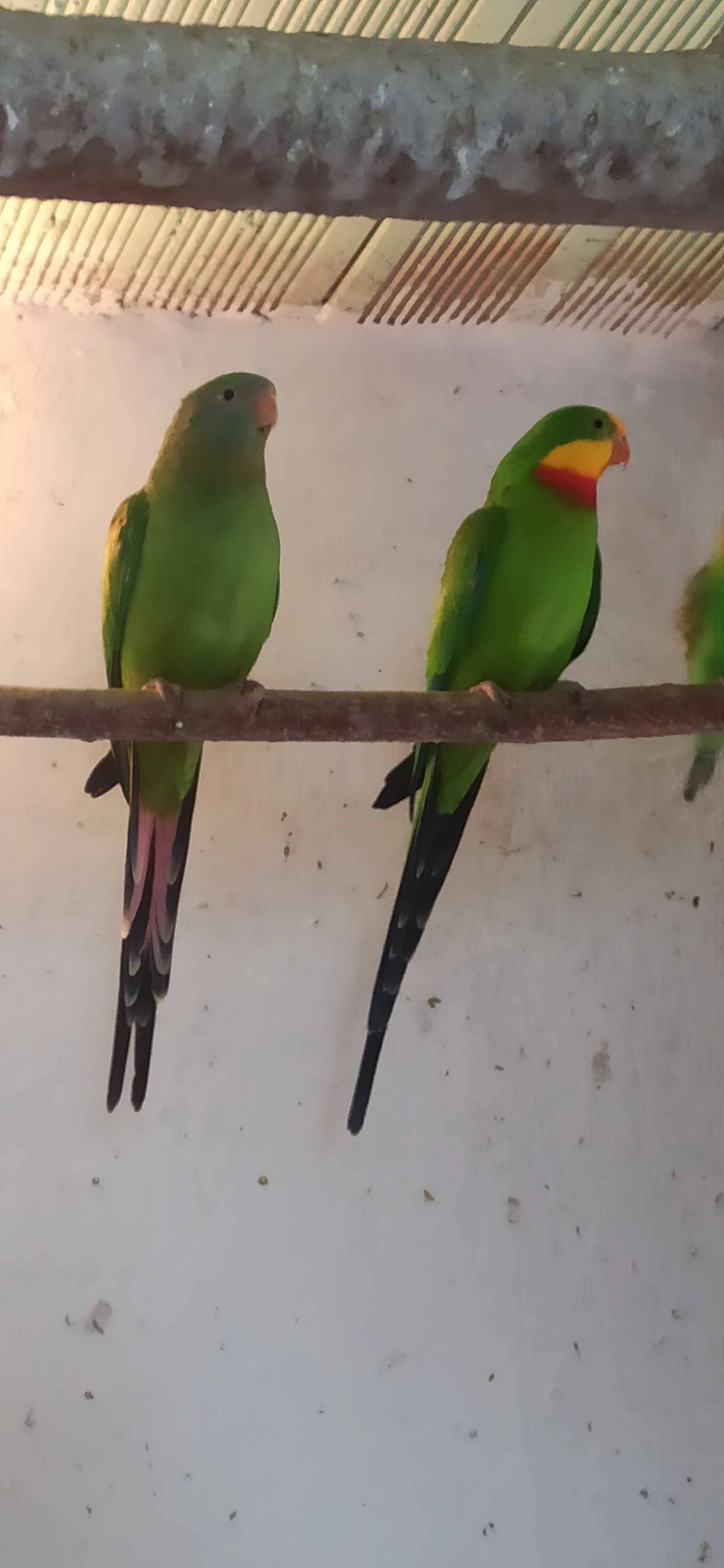 Papoušek nádherný