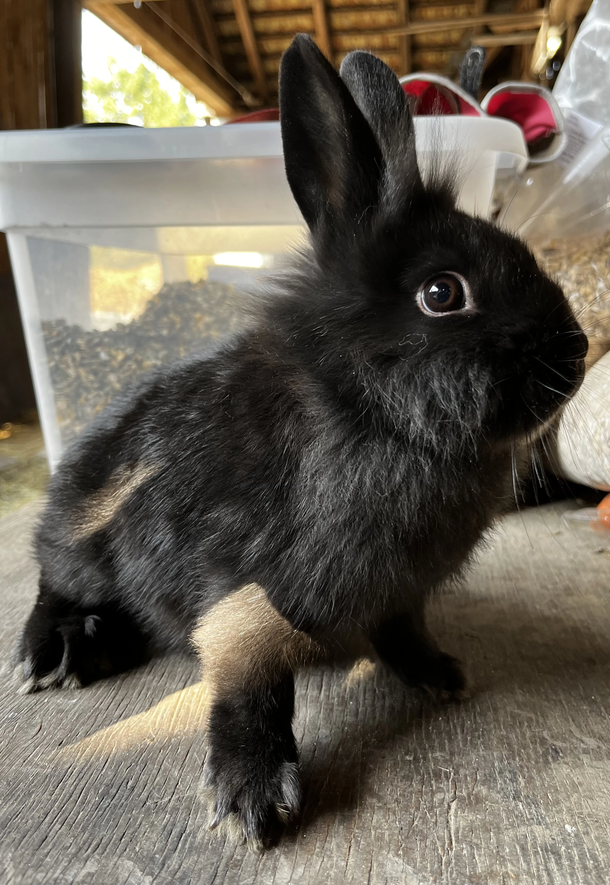 Zakrslý Černý sameček