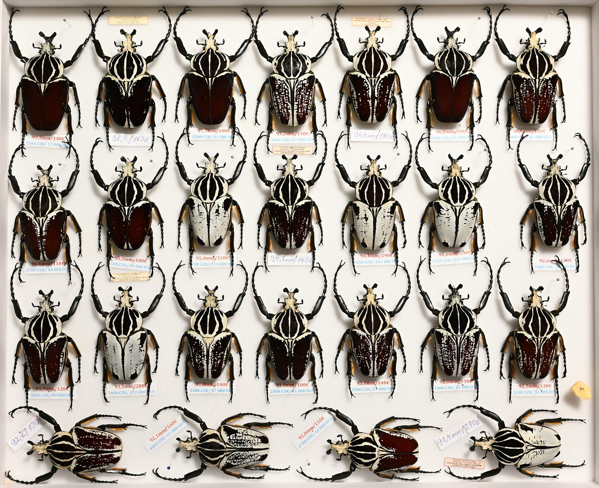 Preparované chrobáky - Goliathus, Cetonidae