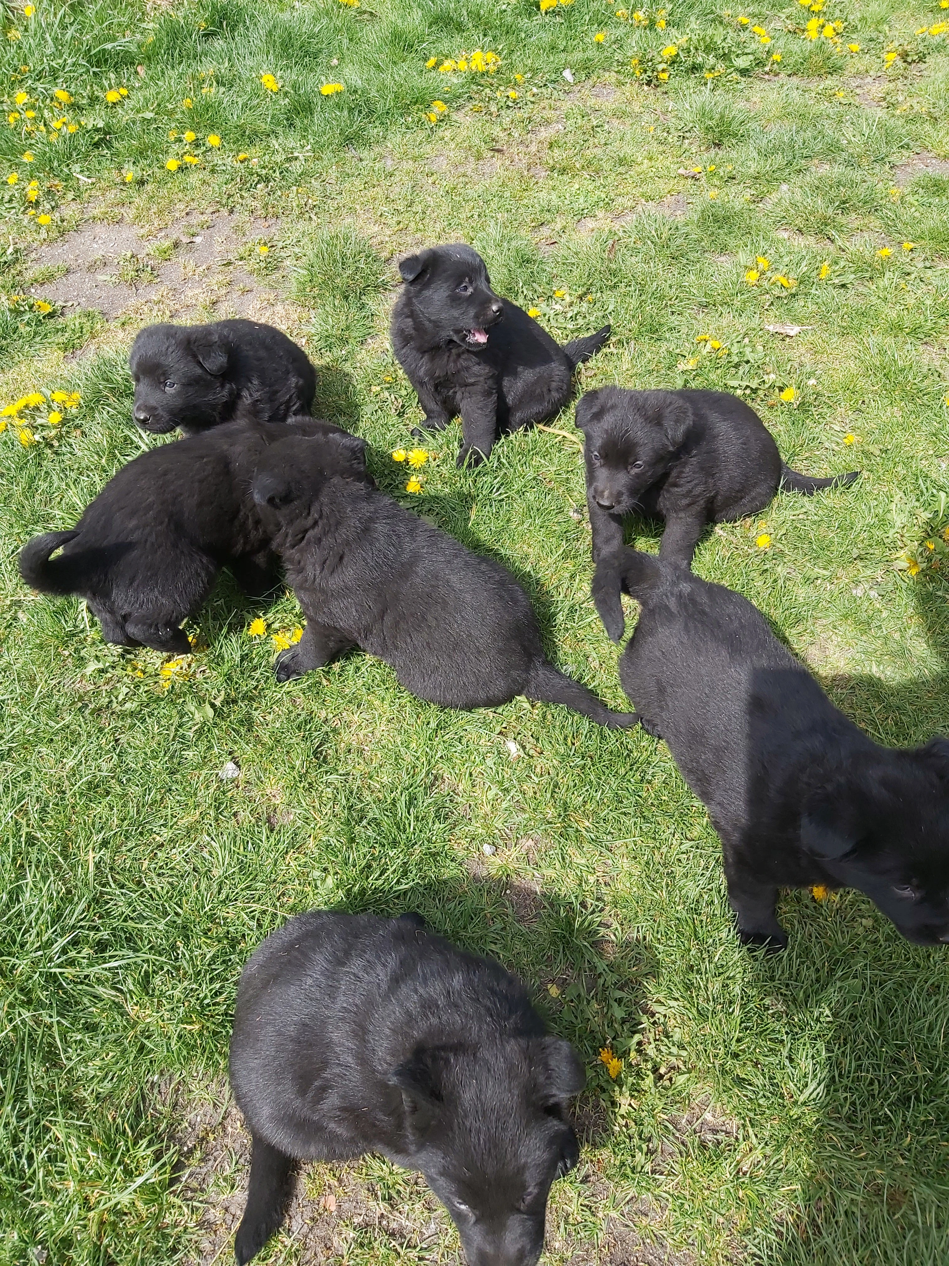 Štěňata celočerna typ NO