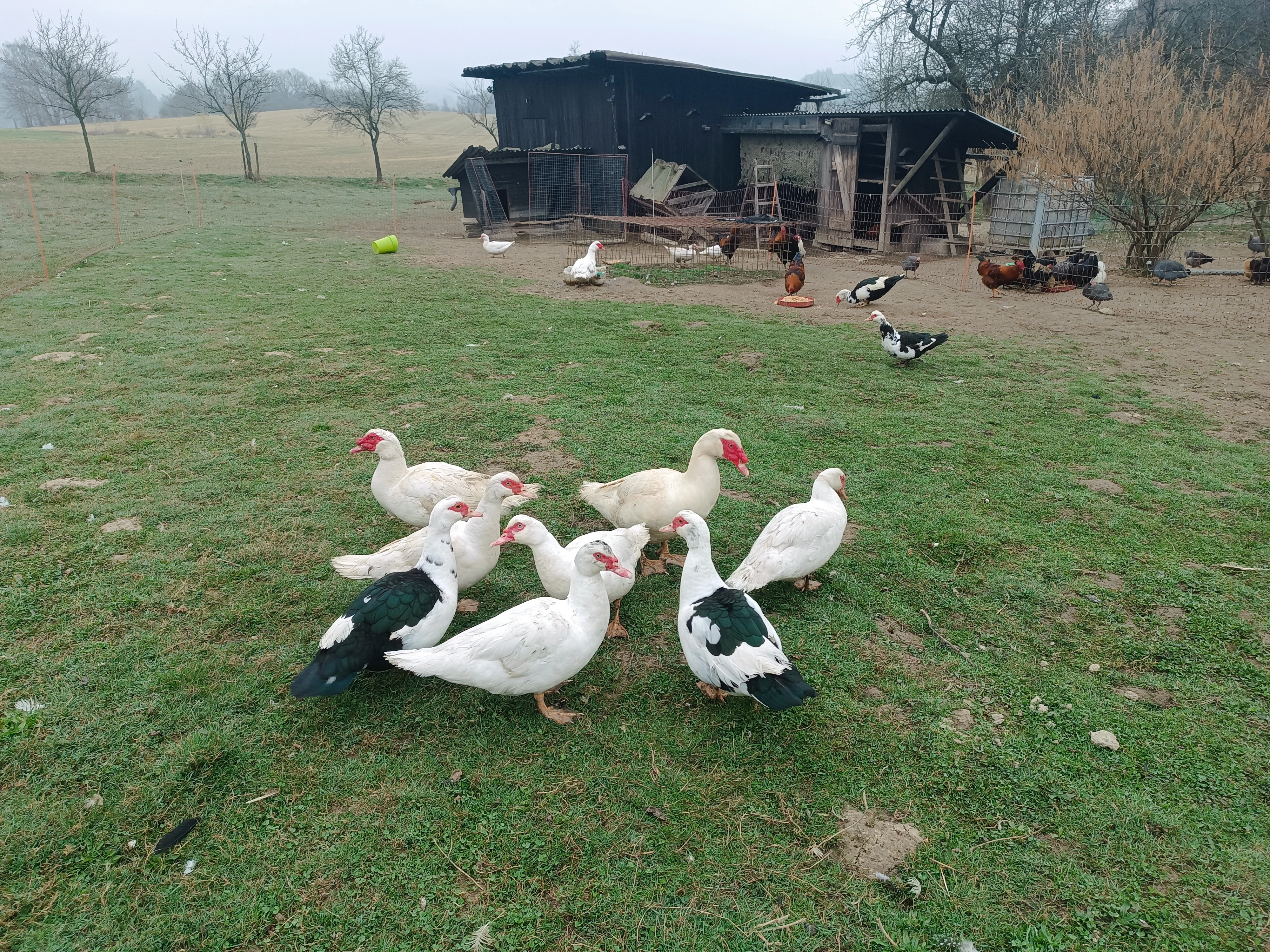 Loňské kachny pižmové