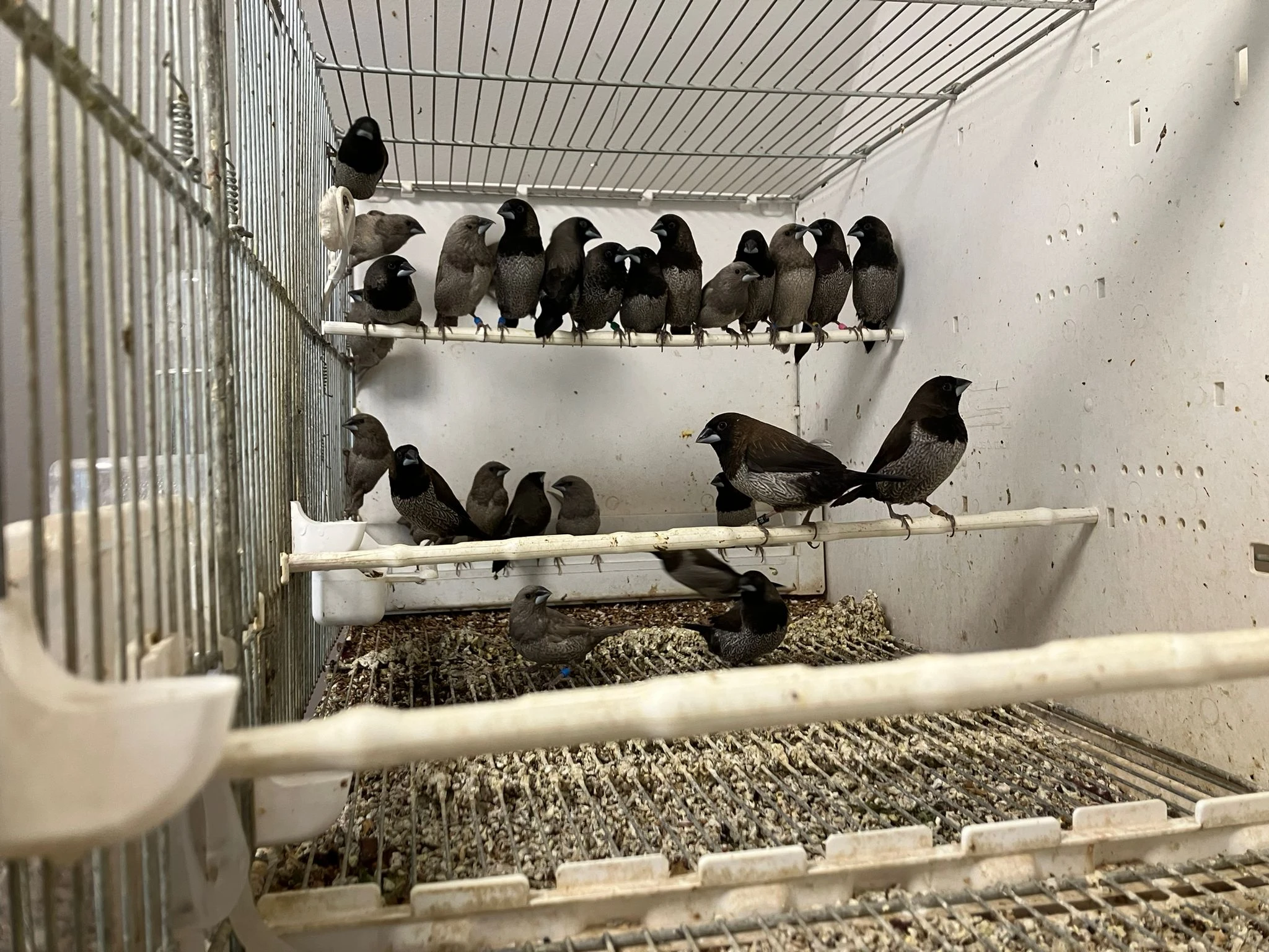 Chůvička japonská