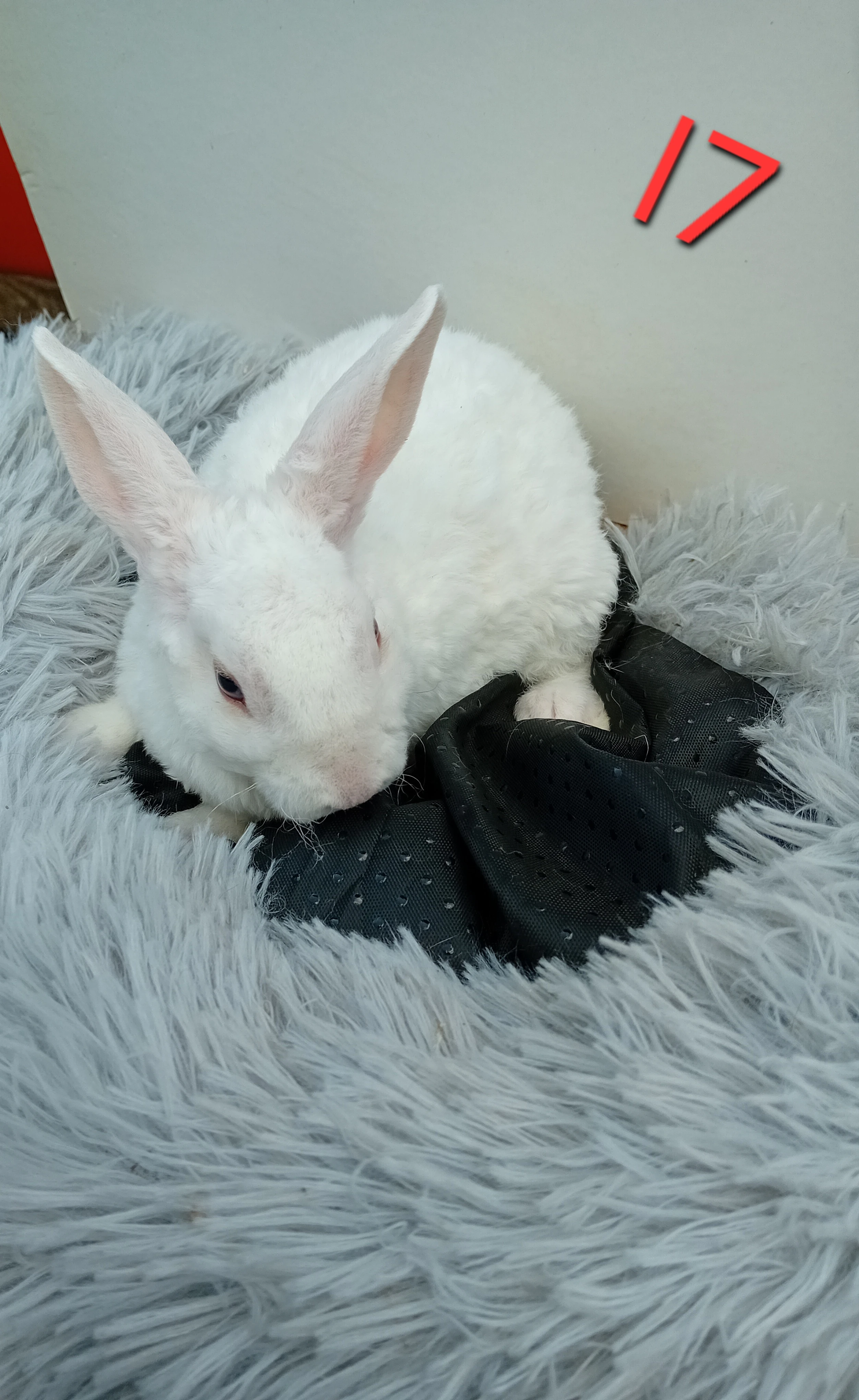 Zakrslý králíček rex I7