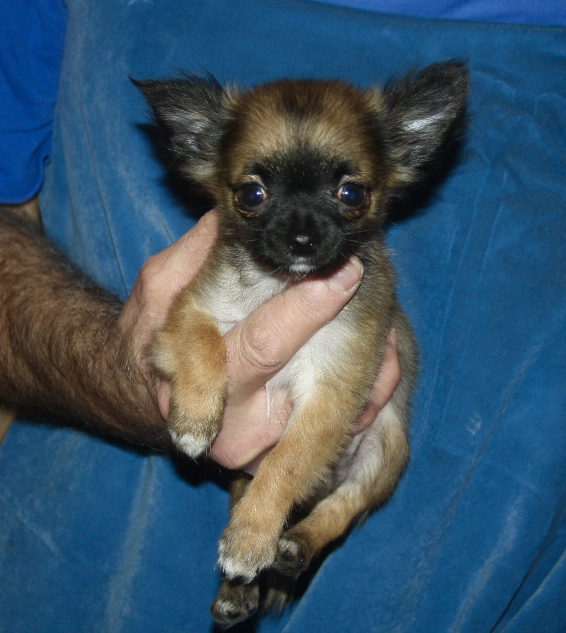 Čivava dlouhosrstá s PP